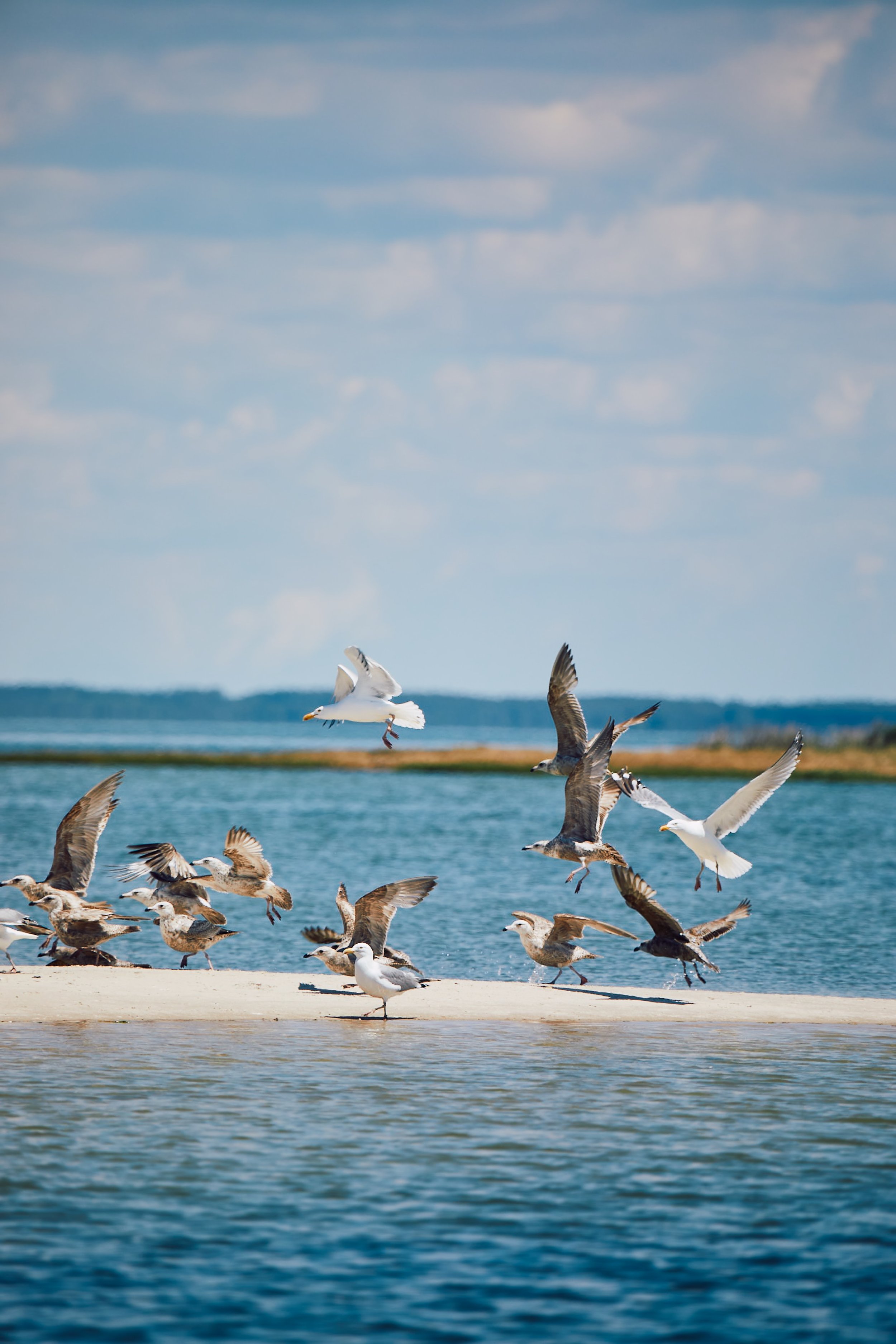 Seagulls flying over the water and standing on the shore with a landscape of water and sky in the background.  Nature tours, sightseeing. Captain Tilly OC Fishing Charters. Ocean City, MD