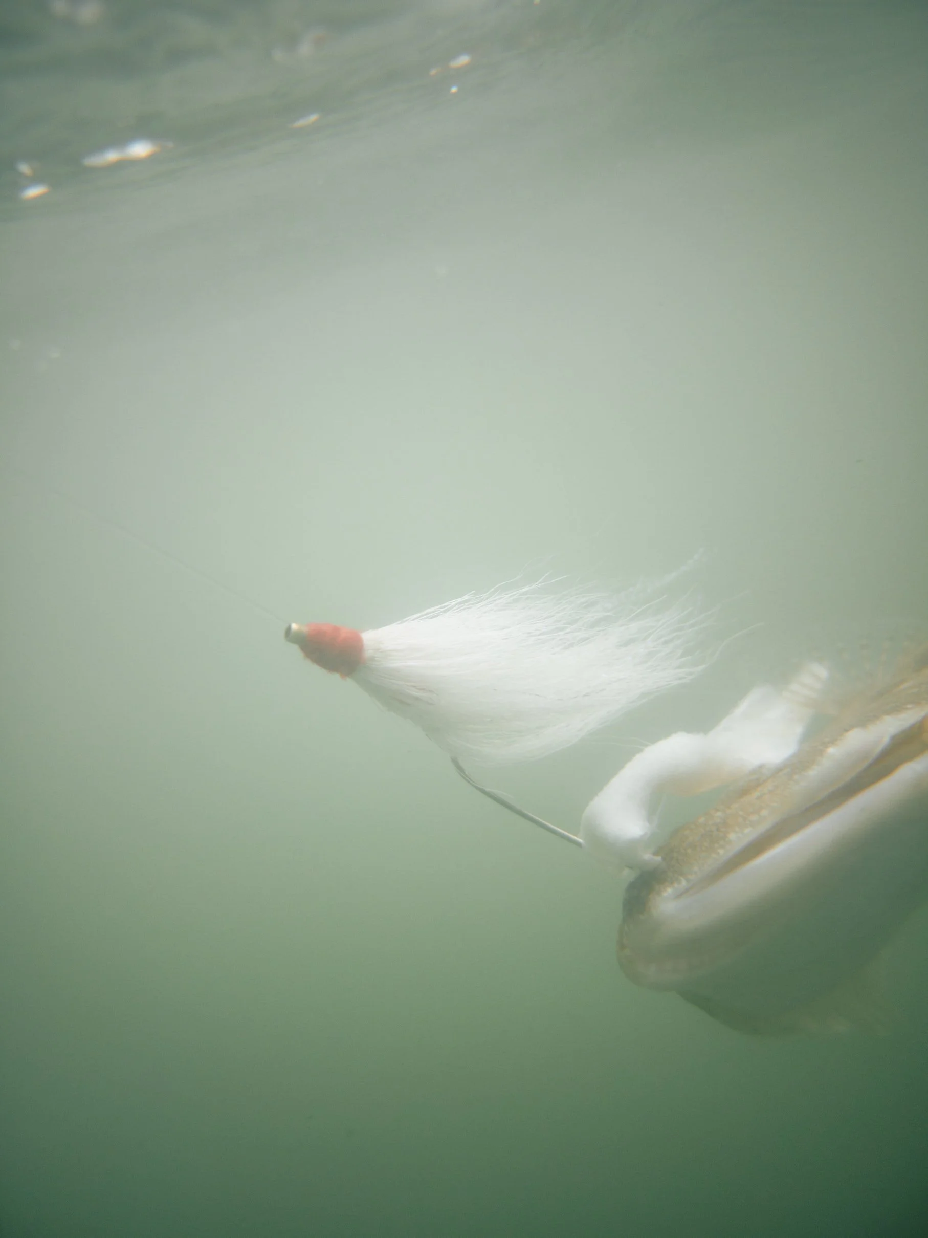 Close-up of a fish swimming underwater, with visible fins and tail. sandbar Captain Tilly OC Fishing Charters. Ocean City, MD