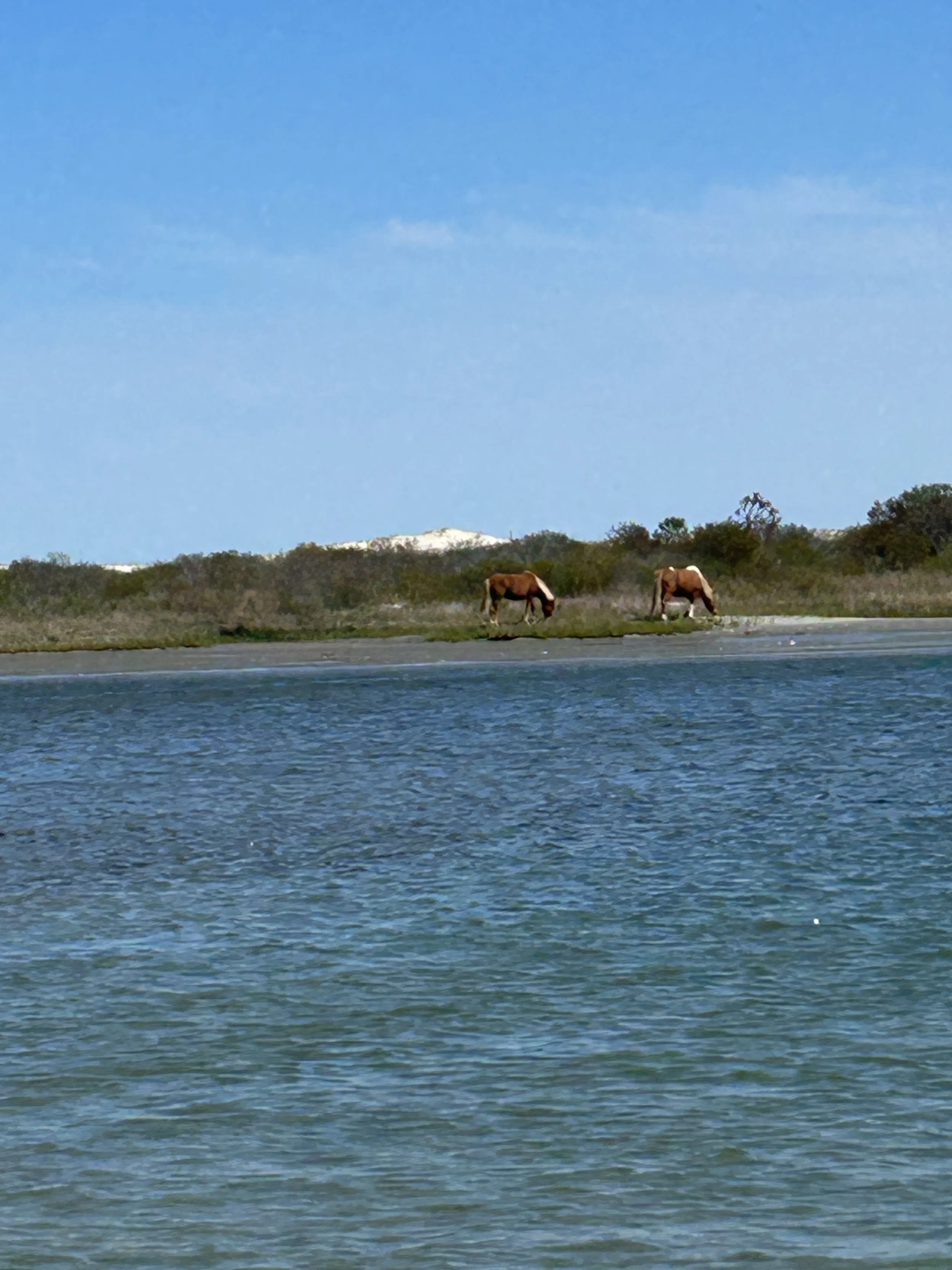 Two brown and white Assateague Pony horses grazing near a body of water in a natural landscape with hills and sparse trees under a blue sky. sandbar Captain Tilly OC Fishing Charters. Ocean City, MD