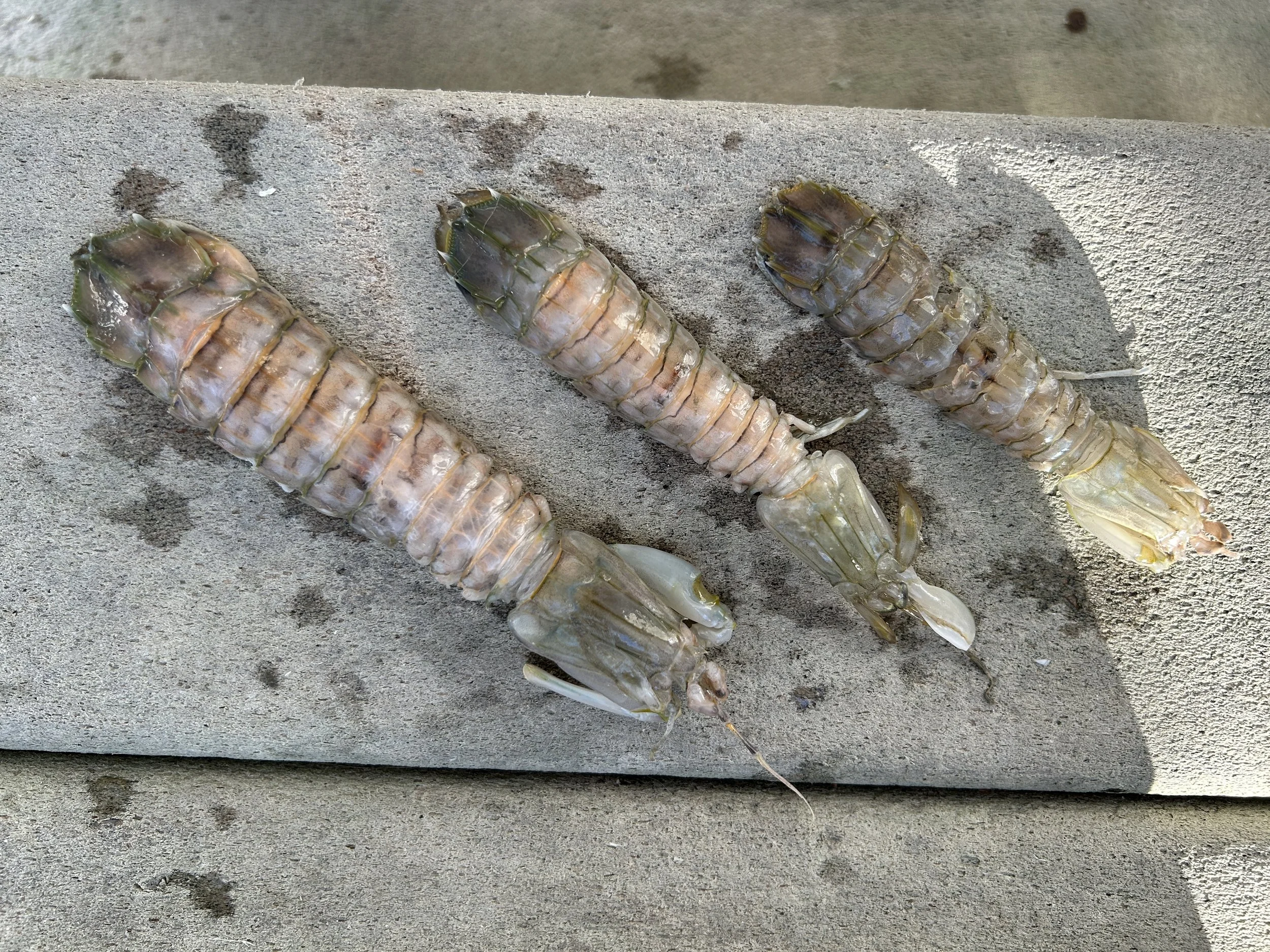 Three Mantis Shrimp. sandbar Captain Tilly OC Fishing Charters. Ocean City, MD