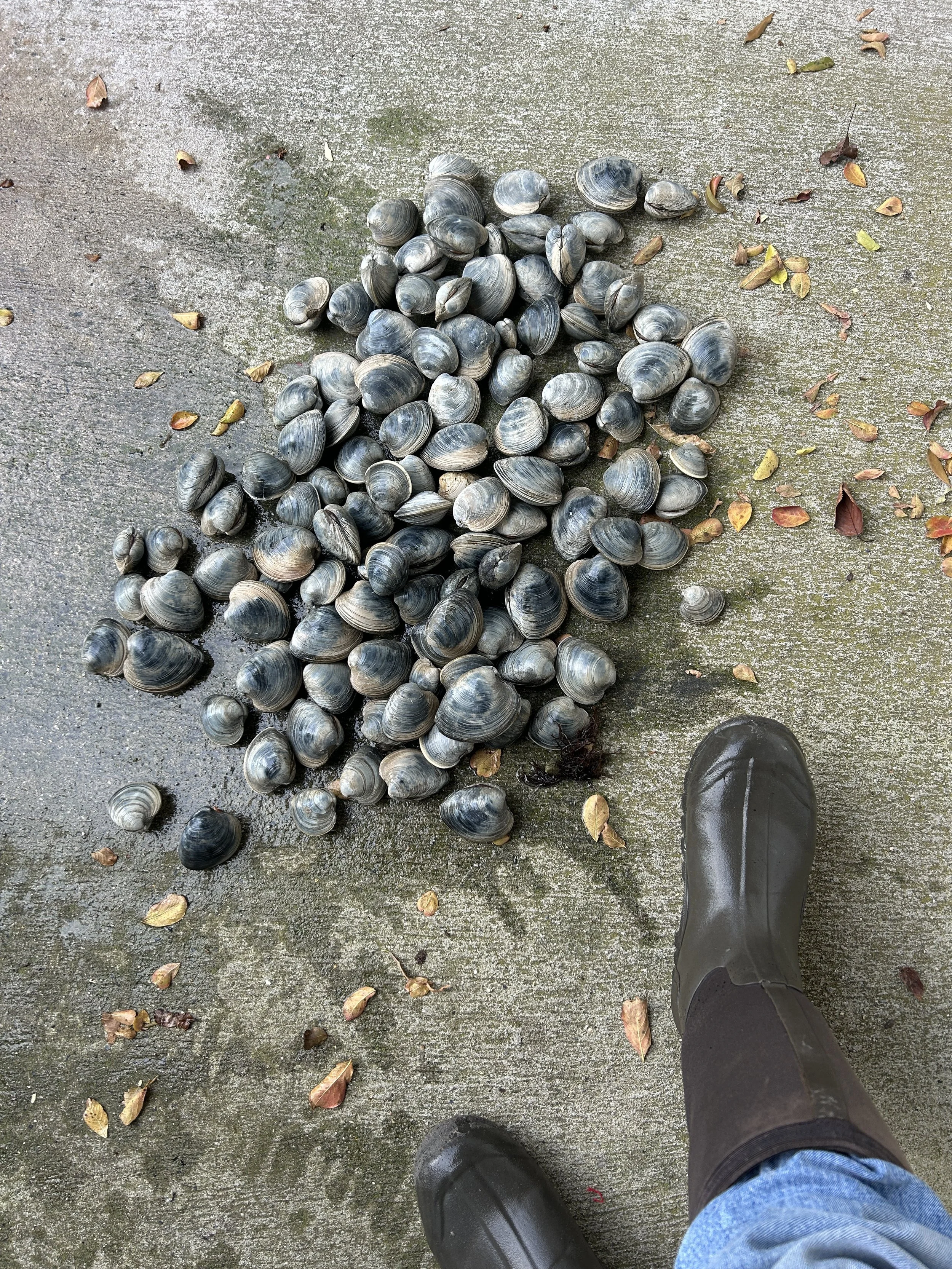 A person standing on a concrete sidewalk wearing black rain boots and blue jeans, with a large group of shells on the ground nearby, and some fallen leaves scattered around. sandbar Captain Tilly OC Fishing Charters. Ocean City, MD