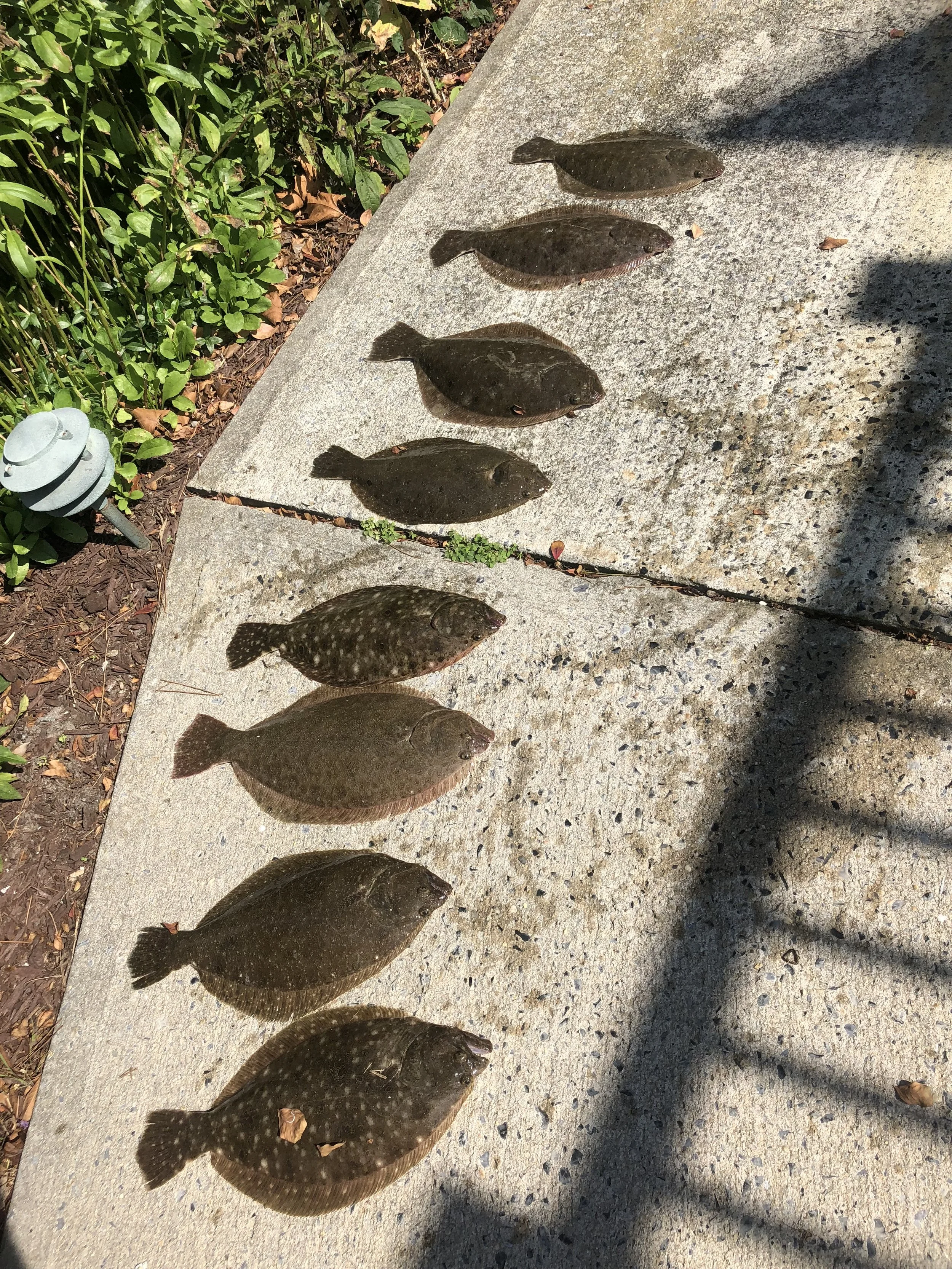 Six flatfish lined up on a concrete surface next to green bushes and leaves, with shadows cast on the right side. sandbar Captain Tilly OC Fishing Charters. Ocean City, MD