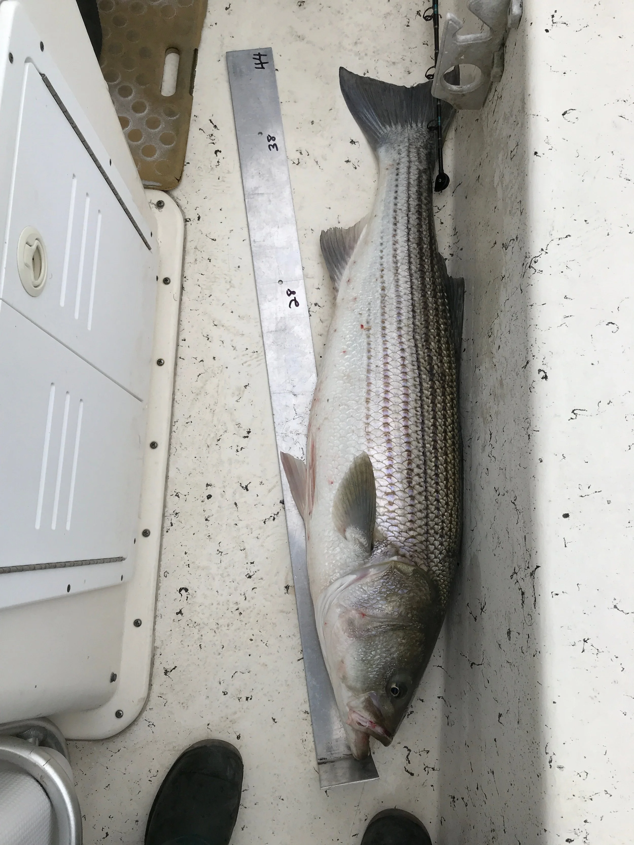 Fresh fish laid out on a measuring board on a white surface, surrounding objects include a metal tray and a white plastic container. sandbar Captain Tilly OC Fishing Charters. Ocean City, MD