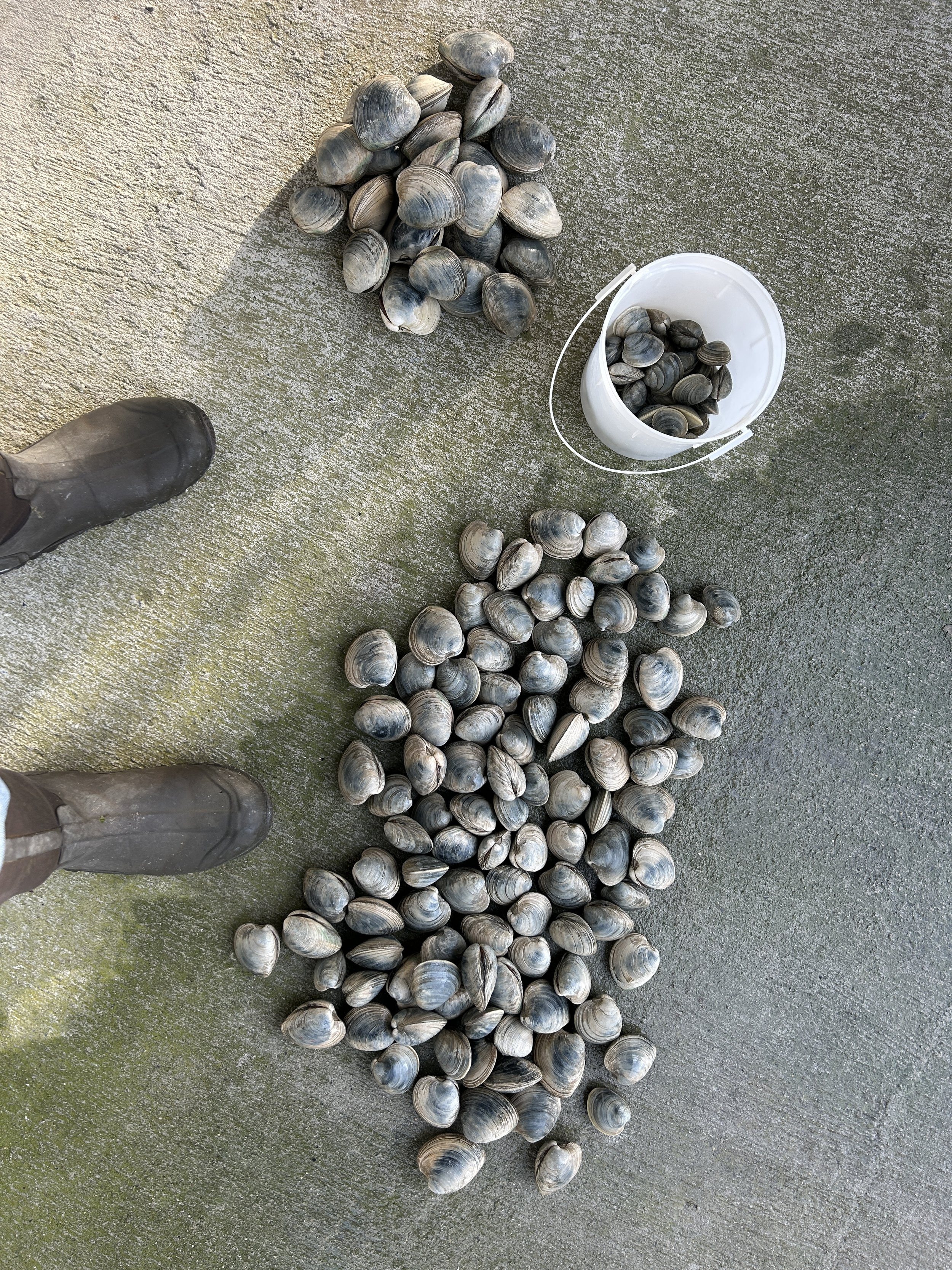 Clamshells scattered on a concrete surface with some inside a white bucket. sandbar Captain Tilly OC Fishing Charters. Ocean City, MD