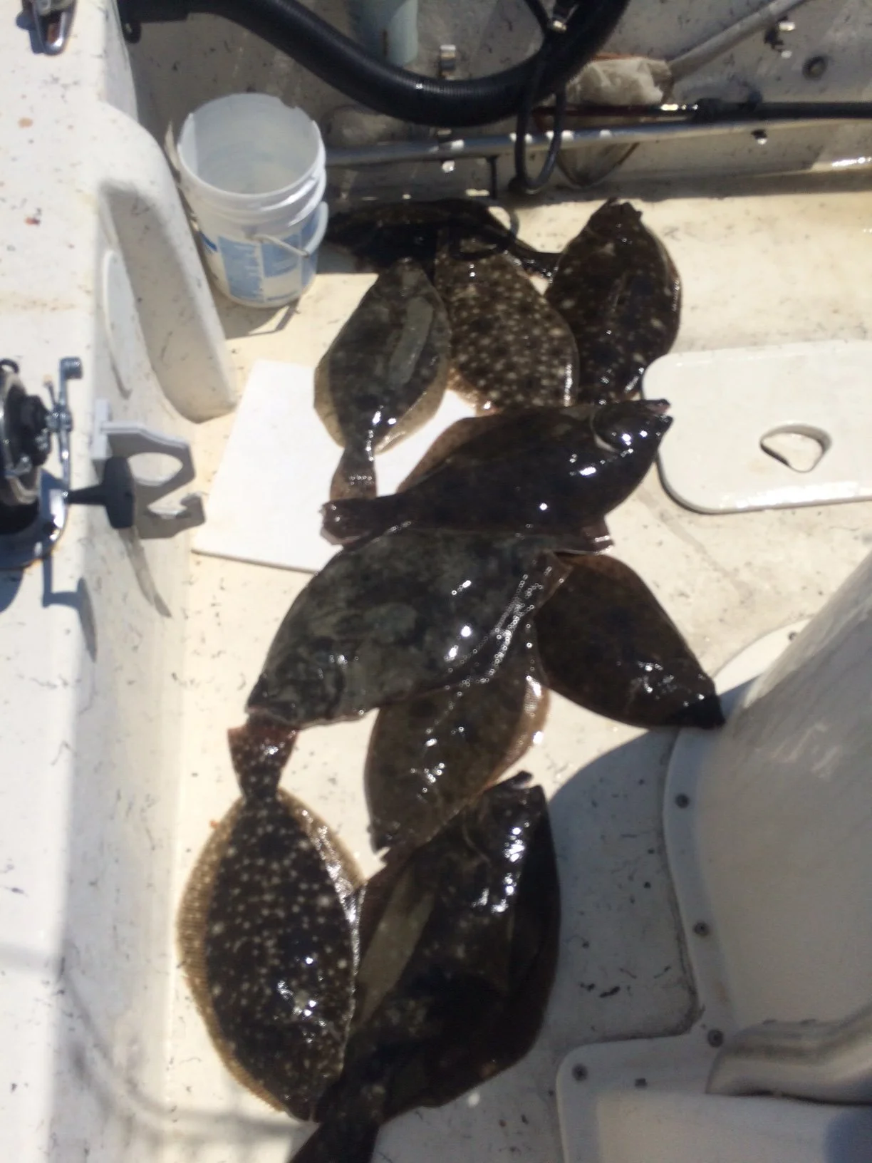 Multiple flatfish laid out on a boat surface next to a white bucket and fishing gear. sandbar Captain Tilly OC Fishing Charters. Ocean City, MD