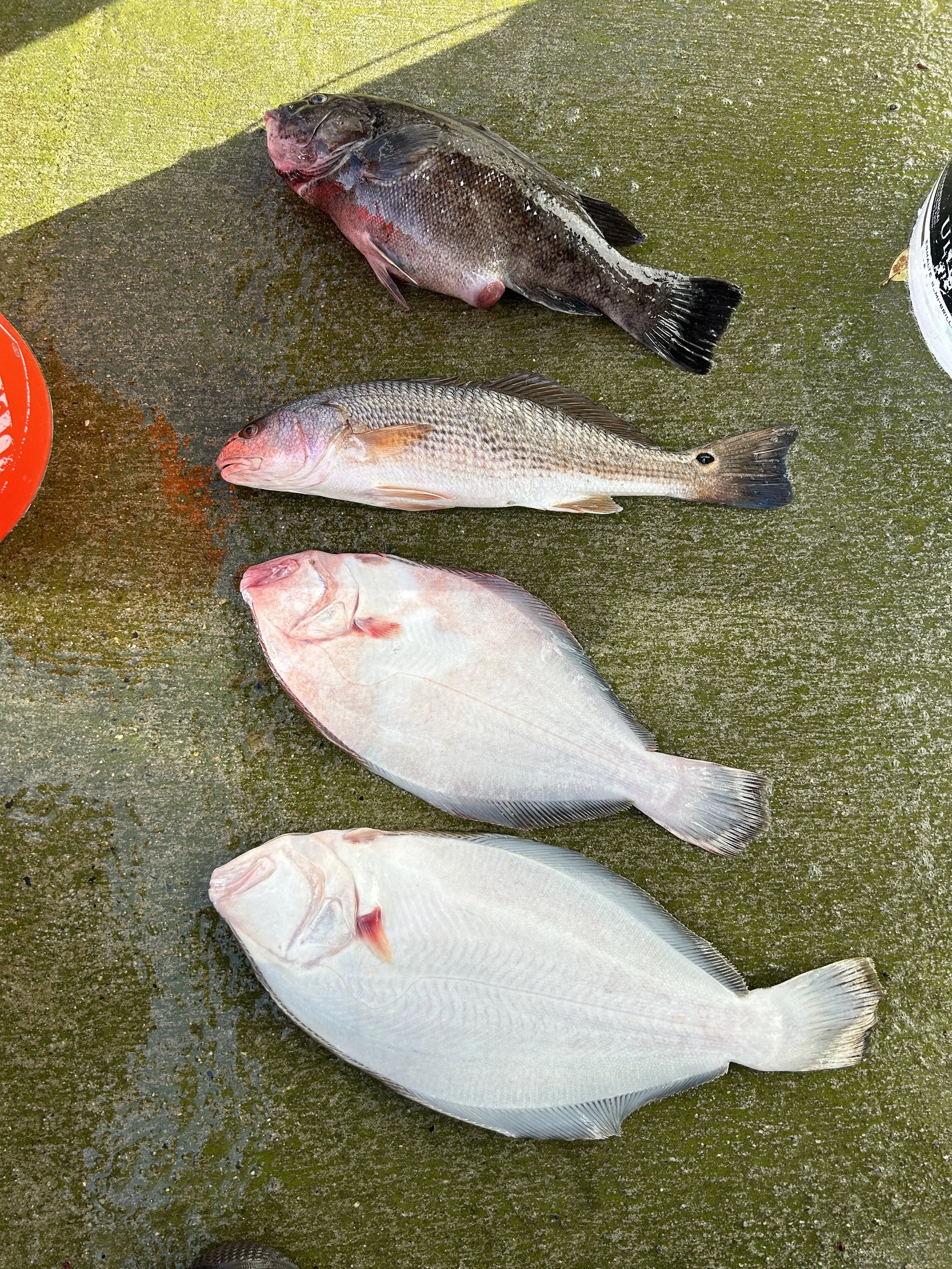 Several fish laid out on a wet surface, including a large white fish at the bottom, a mid-sized pinkish fish in the middle, and a darker fish at the top. sandbar Captain Tilly OC Fishing Charters. Ocean City, MD