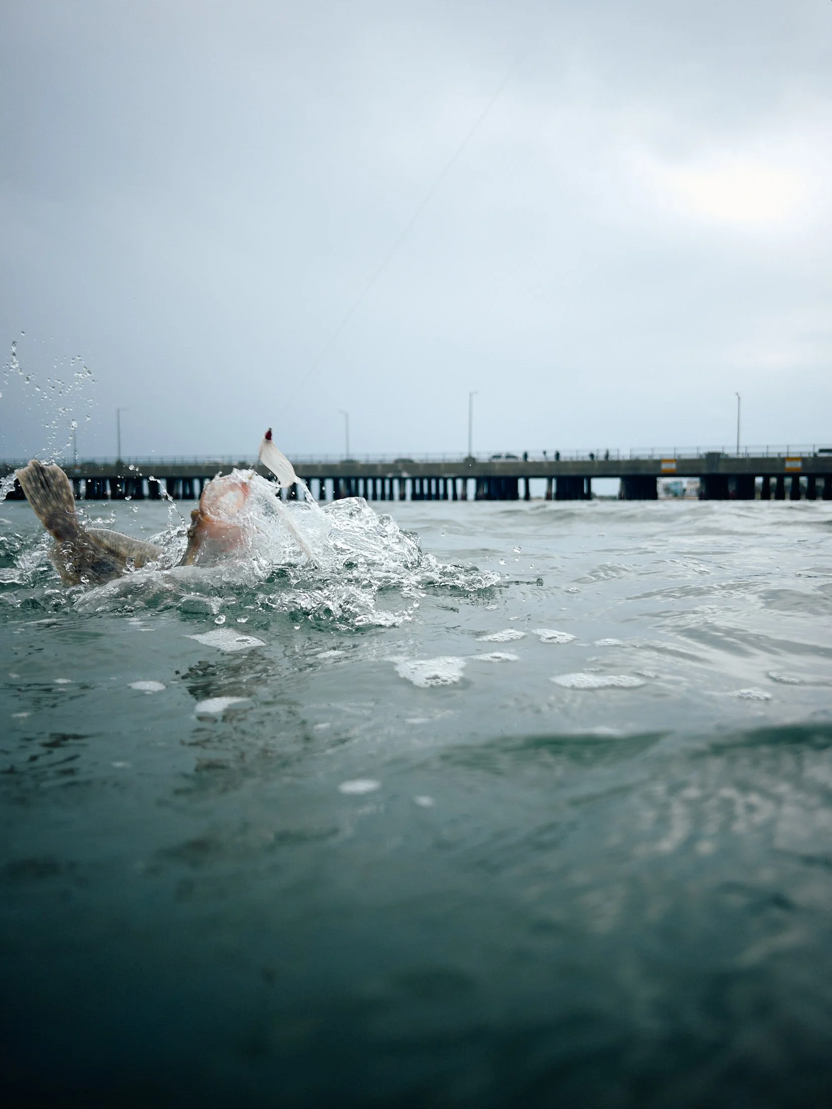 Fish jumping out of the water near a pier on a cloudy day. sandbar Captain Tilly OC Fishing Charters. Ocean City, MD