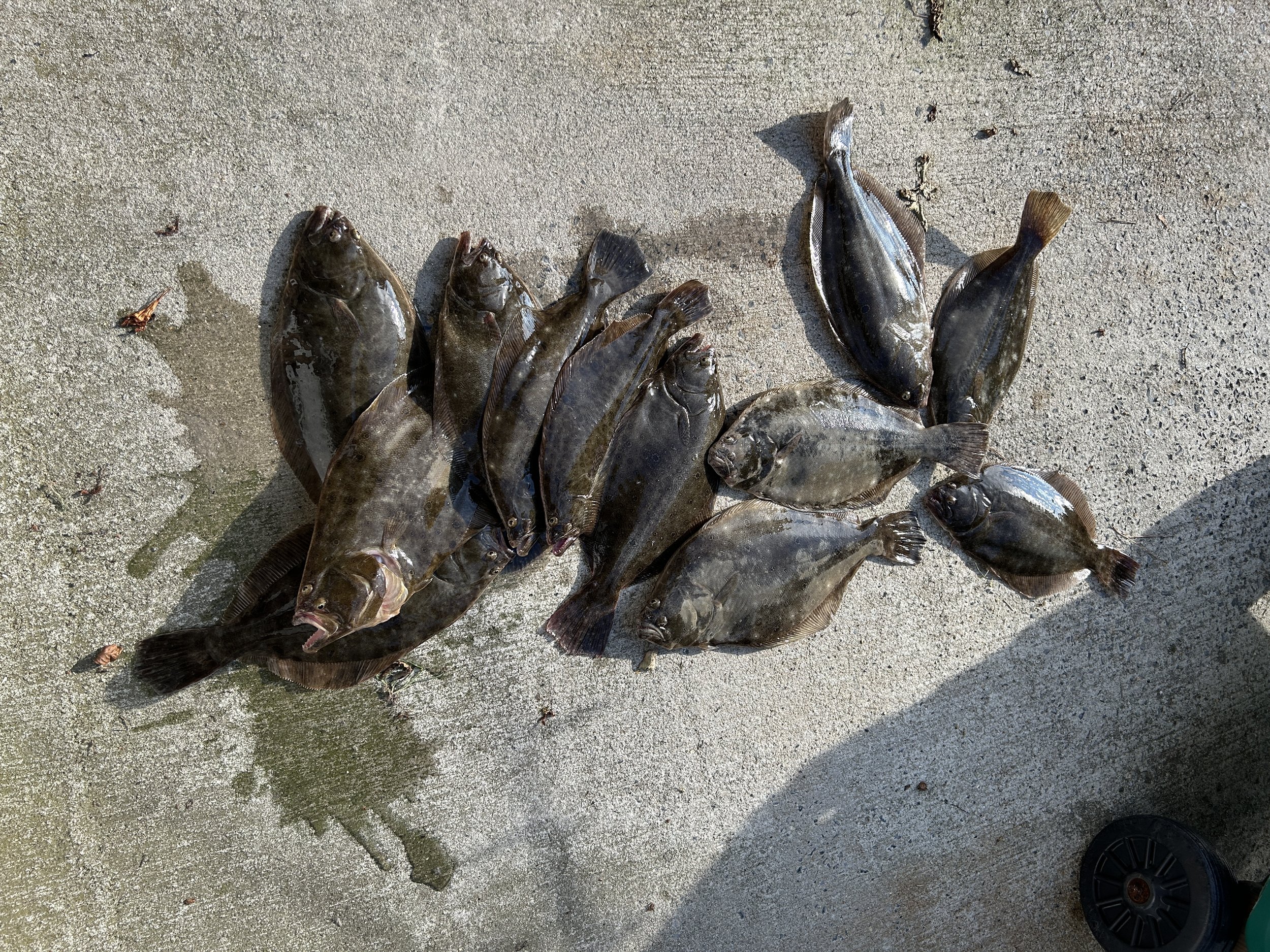 Several fish laid out on the sand at a beach.