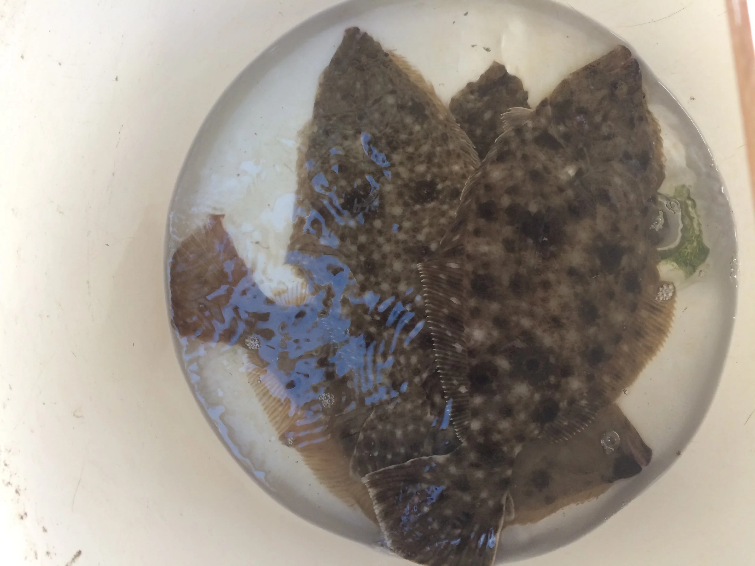 Several fish are in a white bowl filled with water, swimming close together. sandbar Captain Tilly OC Fishing Charters. Ocean City, MD
