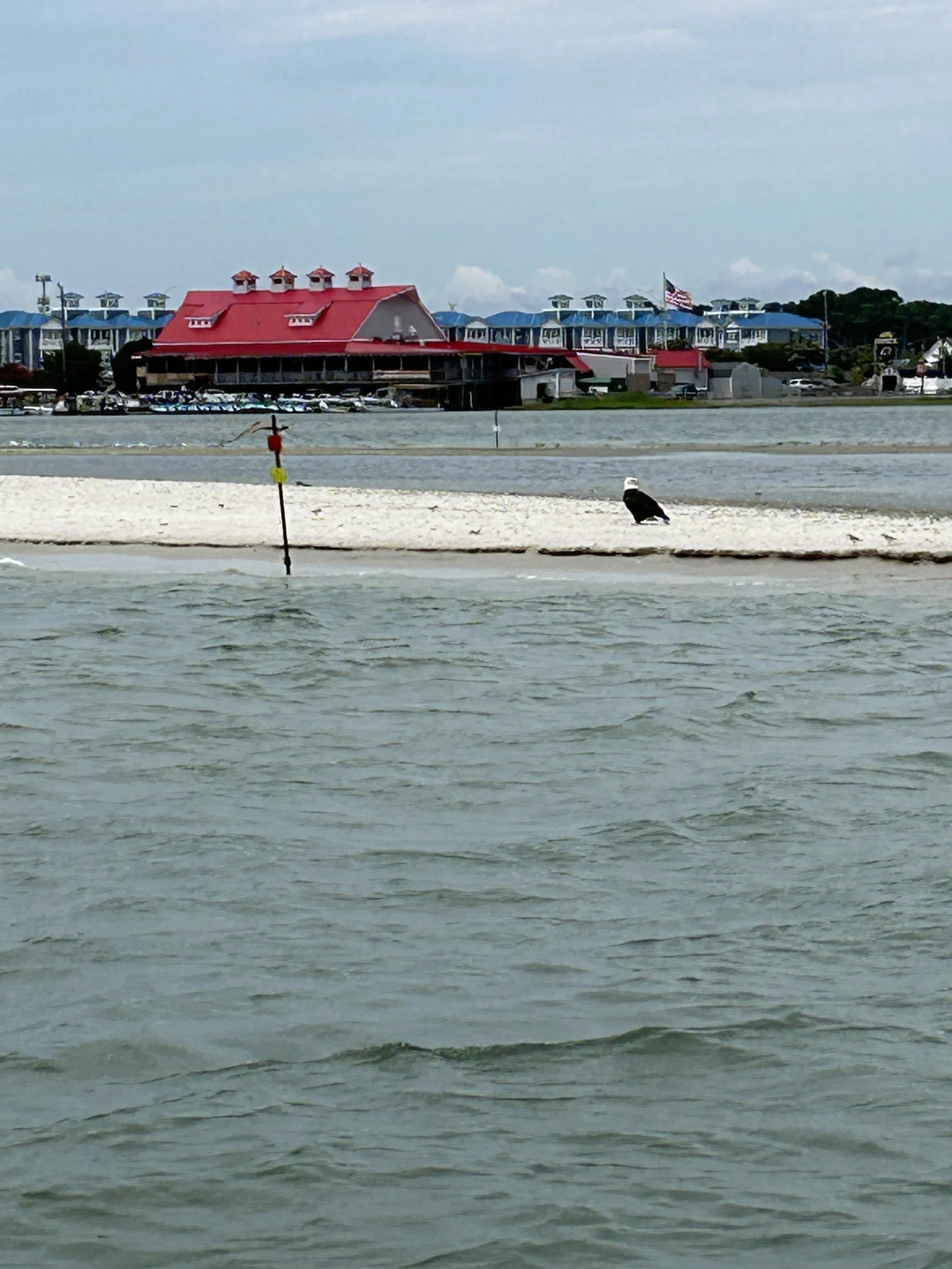 A shoreline with a sandy beach, a buoy in the water, and a large building with a red roof and smaller towers in the background, along with an American flag. sandbar Captain Tilly OC Fishing Charters. Ocean City, MD