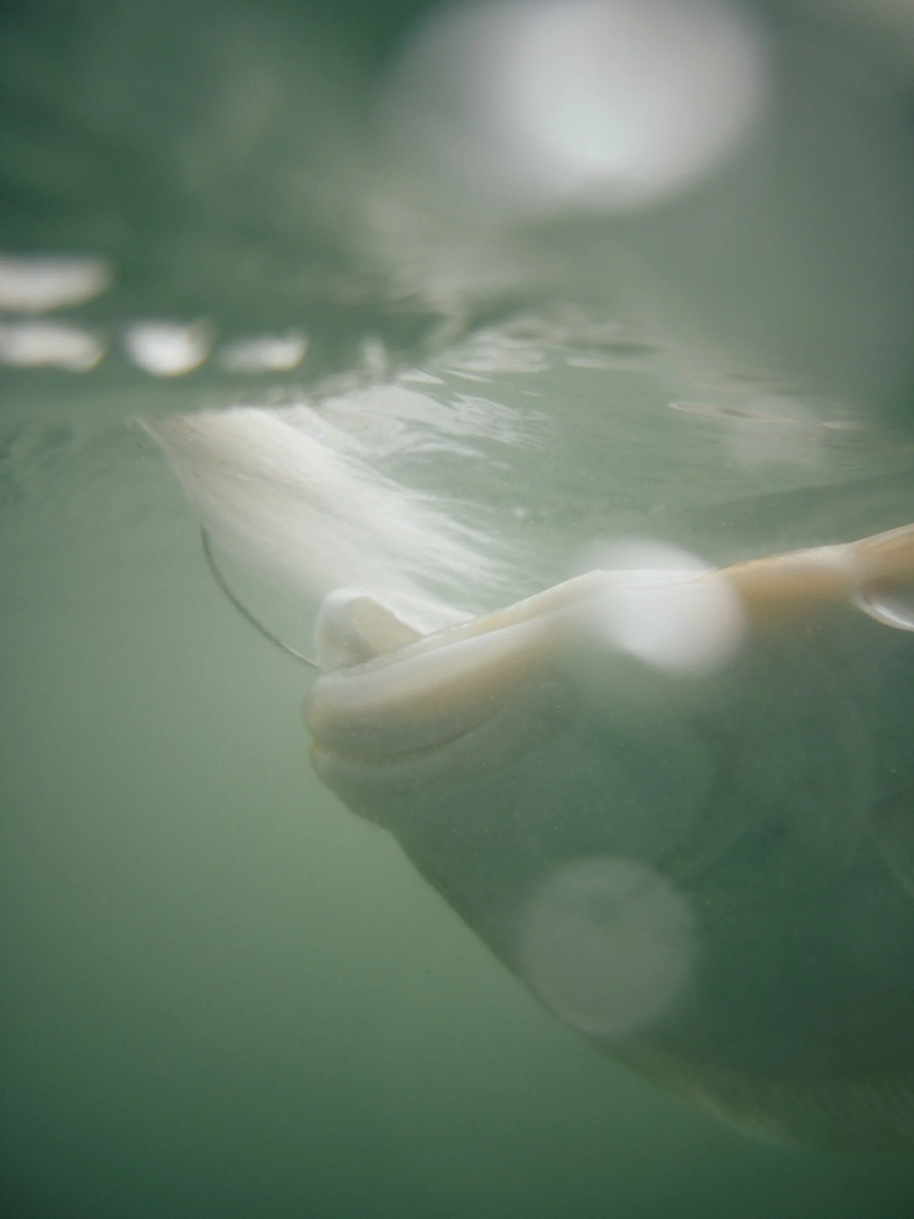 Underwater view of a fish swimming close to the camera with a blurred water surface sandbar Captain Tilly OC Fishing Charters. Ocean City, MD