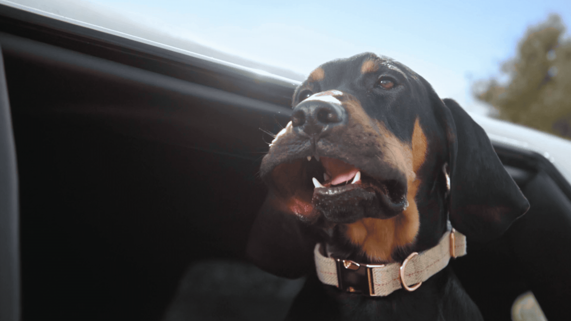 NYL: Lucky Dogs