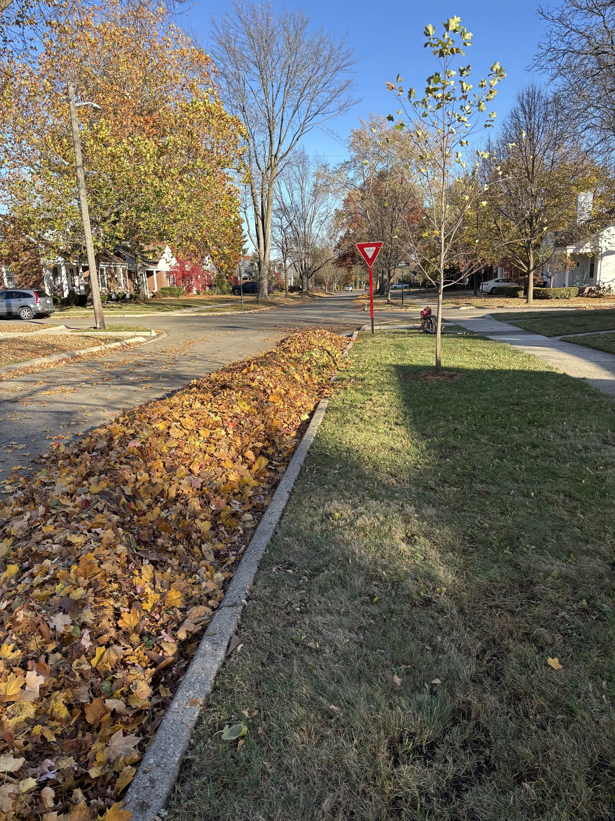 A suburban street scene with a crosswalk, a stop sign, and fallen autumn leaves on the sidewalk and grass, with residential houses and trees that have changing leaves and some bare branches under a clear blue sky.