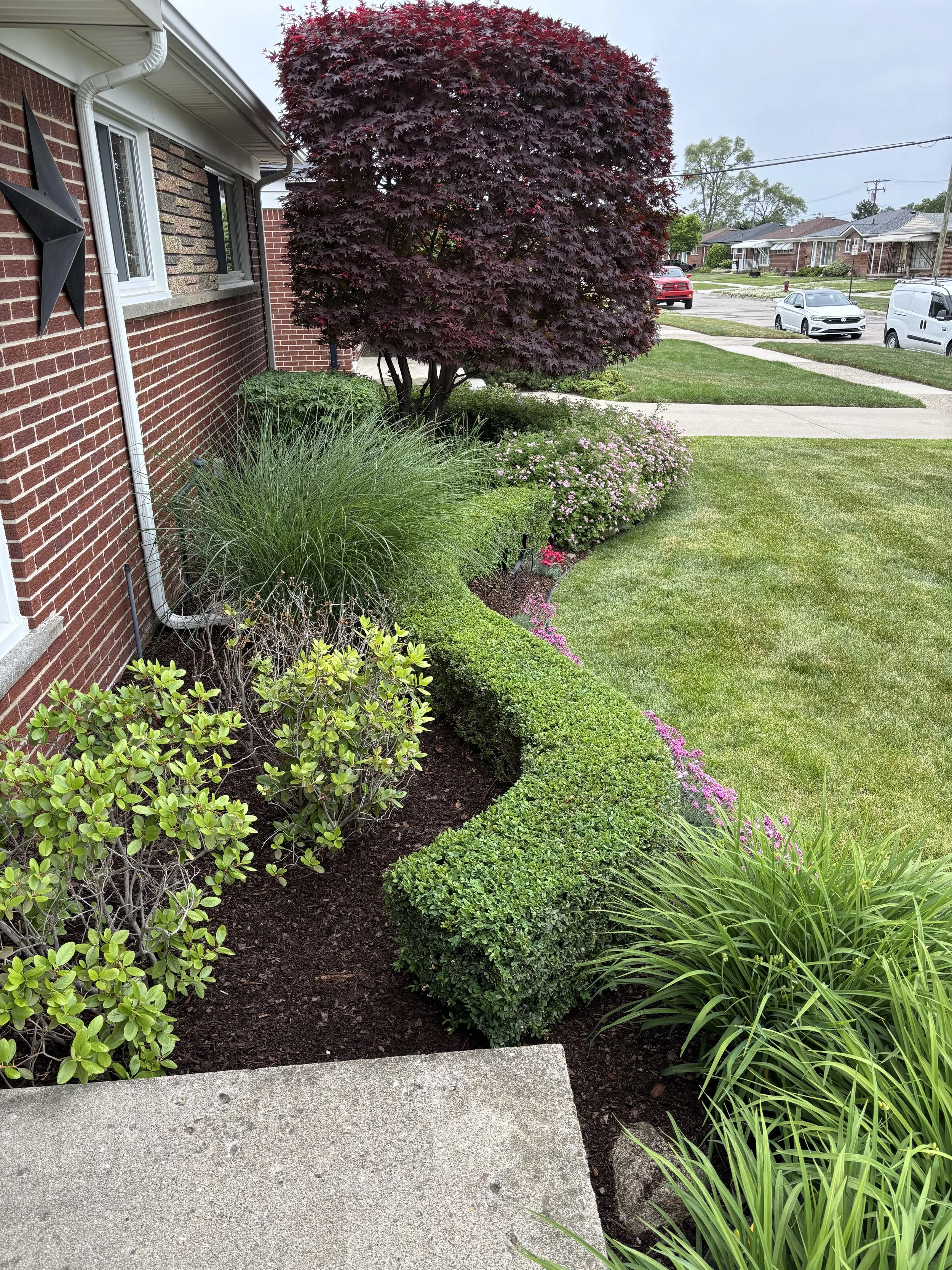 A suburban front yard with a well-manicured lawn, a large purple-leafed tree, various green shrubs and plants, and a sidewalk leading to the street where several cars are parked.