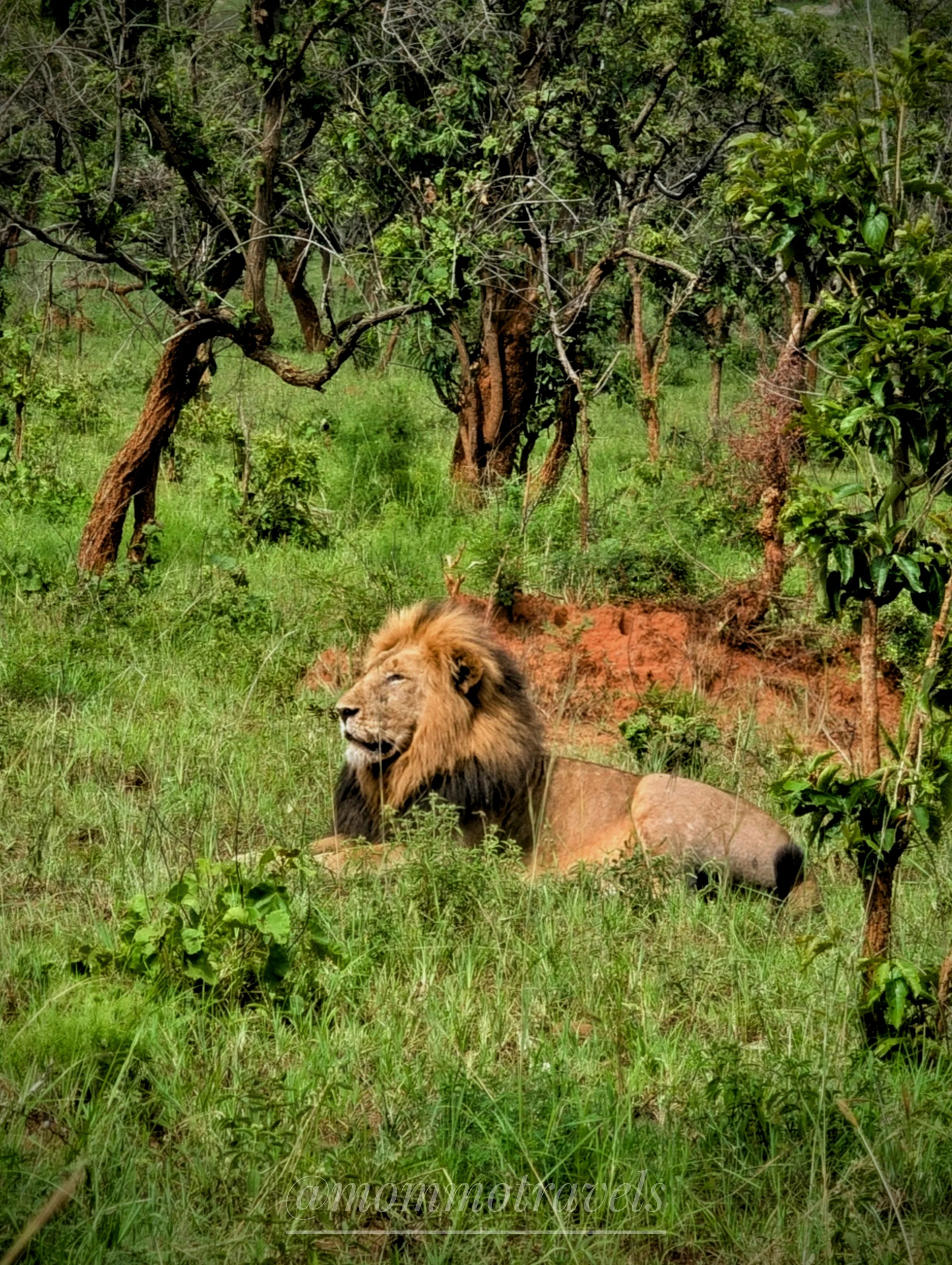 A lion resting on green grass in a dense forest with trees and bushes.
Akagera National Park, Rwanda.