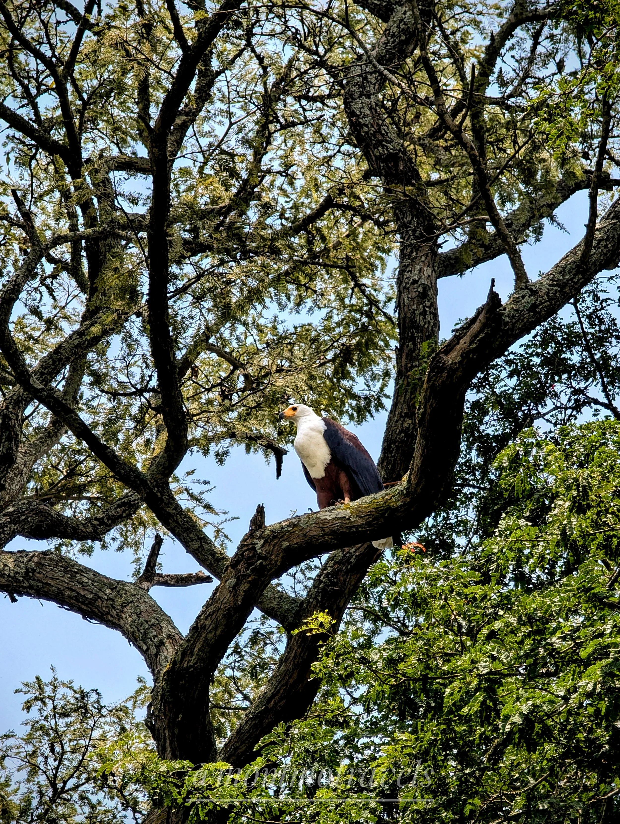 An African Fish Eagle perched on a tree branch surrounded by green leaves with a blue sky in the background.

Akagera National Park, Rwanda.