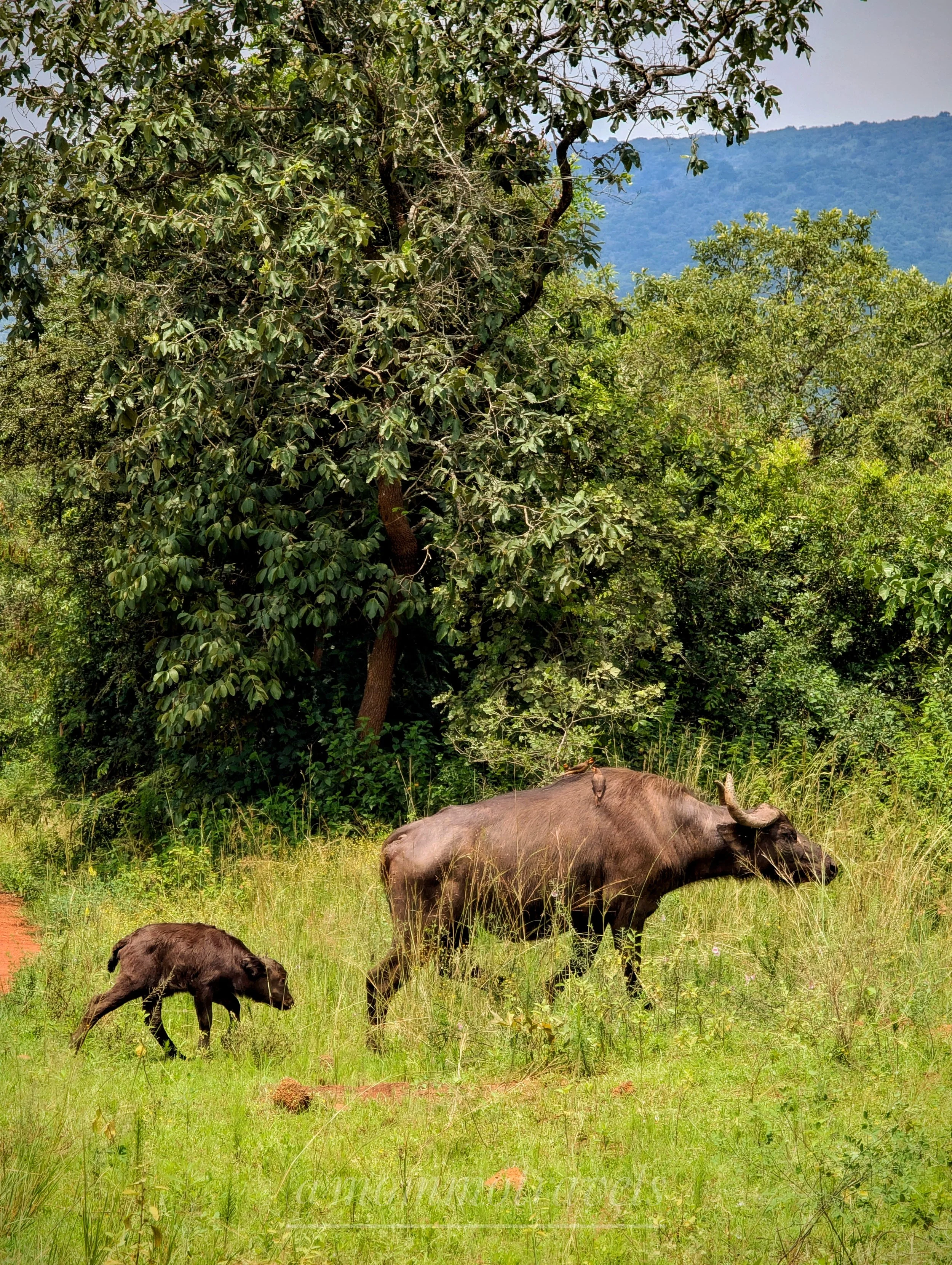 A buffalo and a calf grazing in a grassy field with trees and mountains in the background.
Akagera National Park, Rwanda.