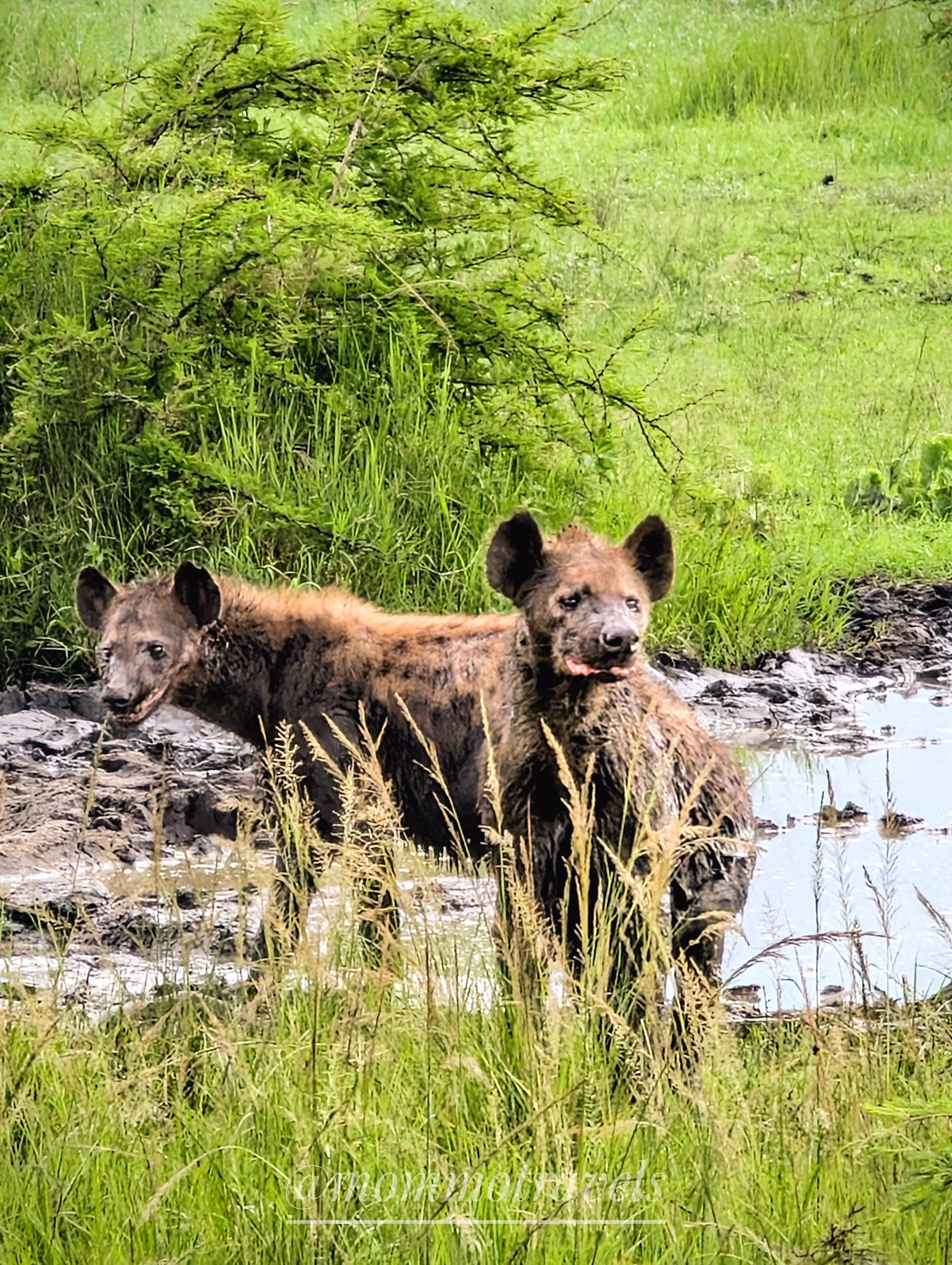 Two hyenas in Akagera National Park.