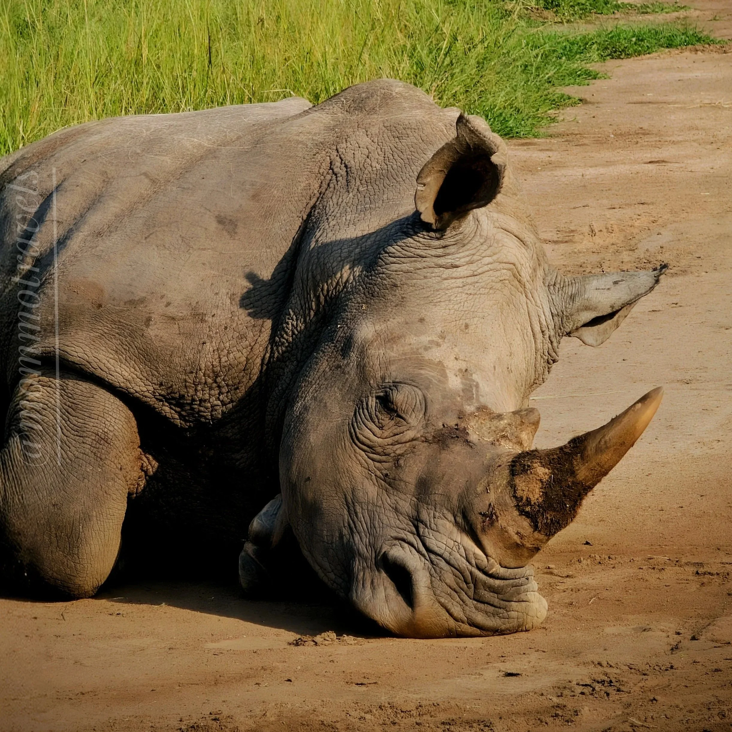 A large, lying elephant on a dirt path with green grass and shrubs in the background.