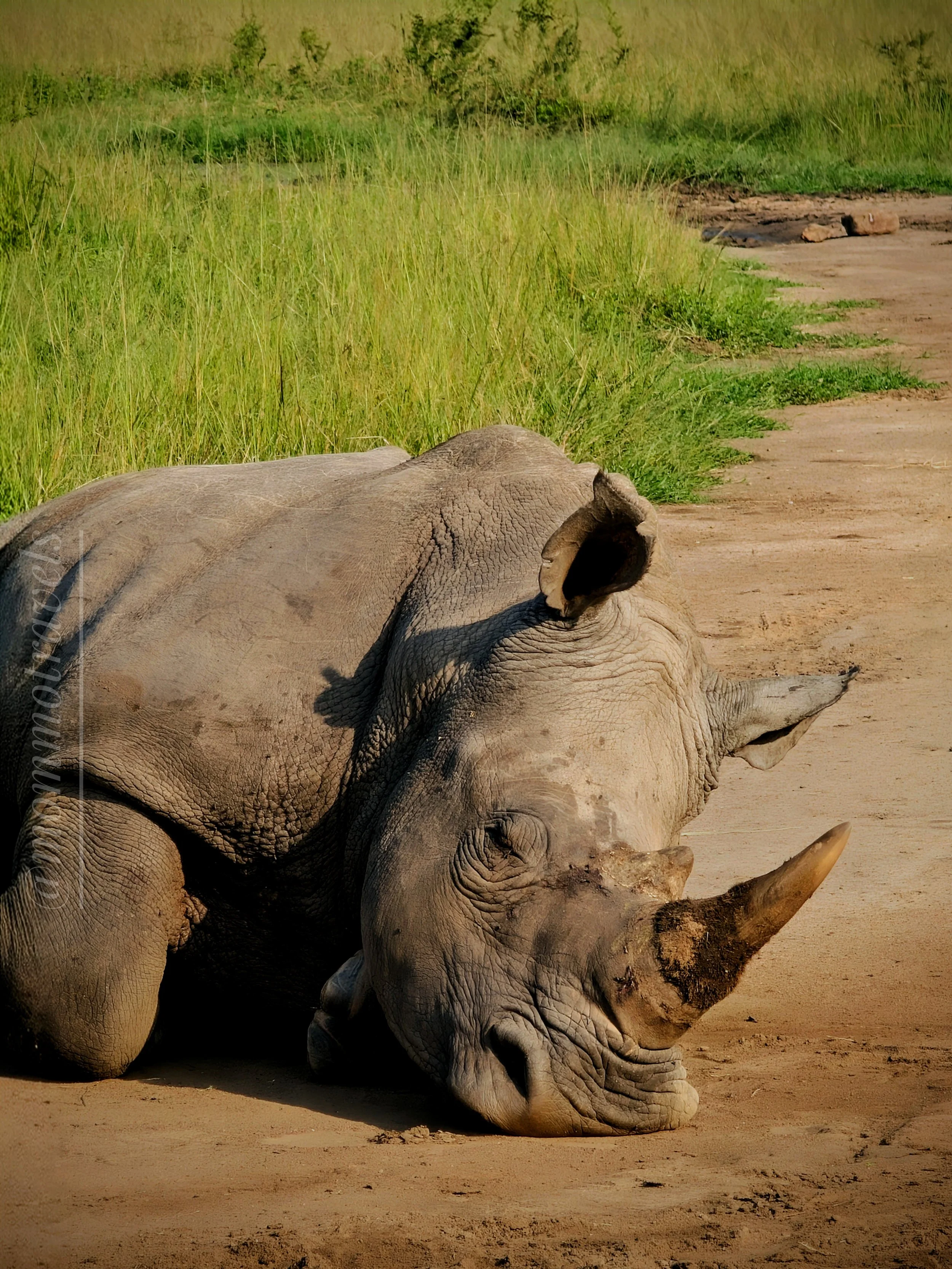 On a morning game drive we spotted this rhino trying to catch a morning snooze before the sun comes out. Akagera National Park, Rwanda.