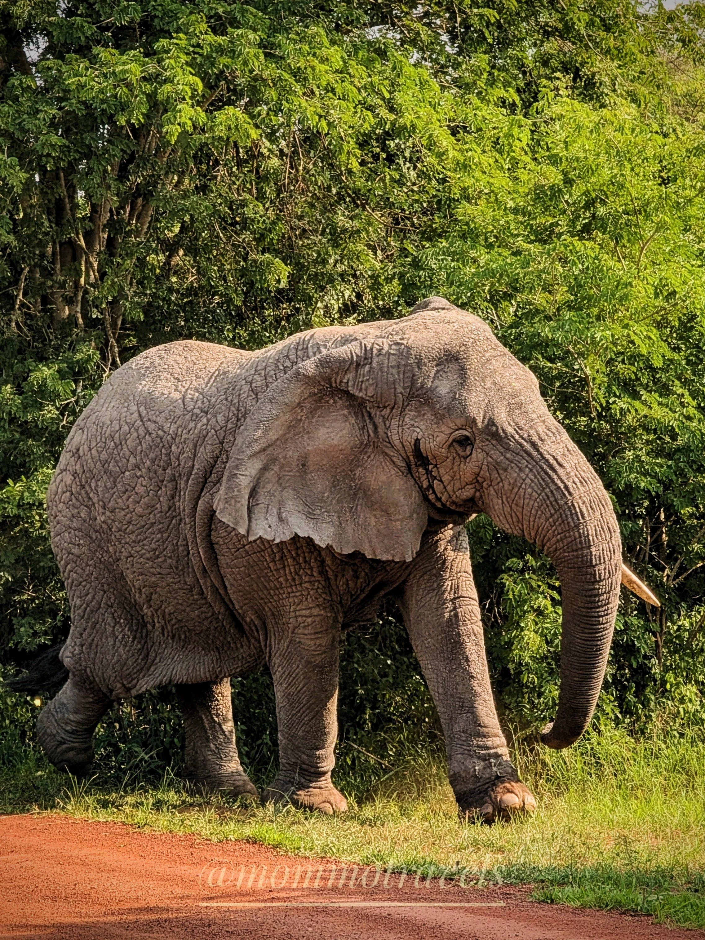 A baby elephant standing on a grassy area in front of a dense green leafy background.

Akagera National Park, Rwanda.