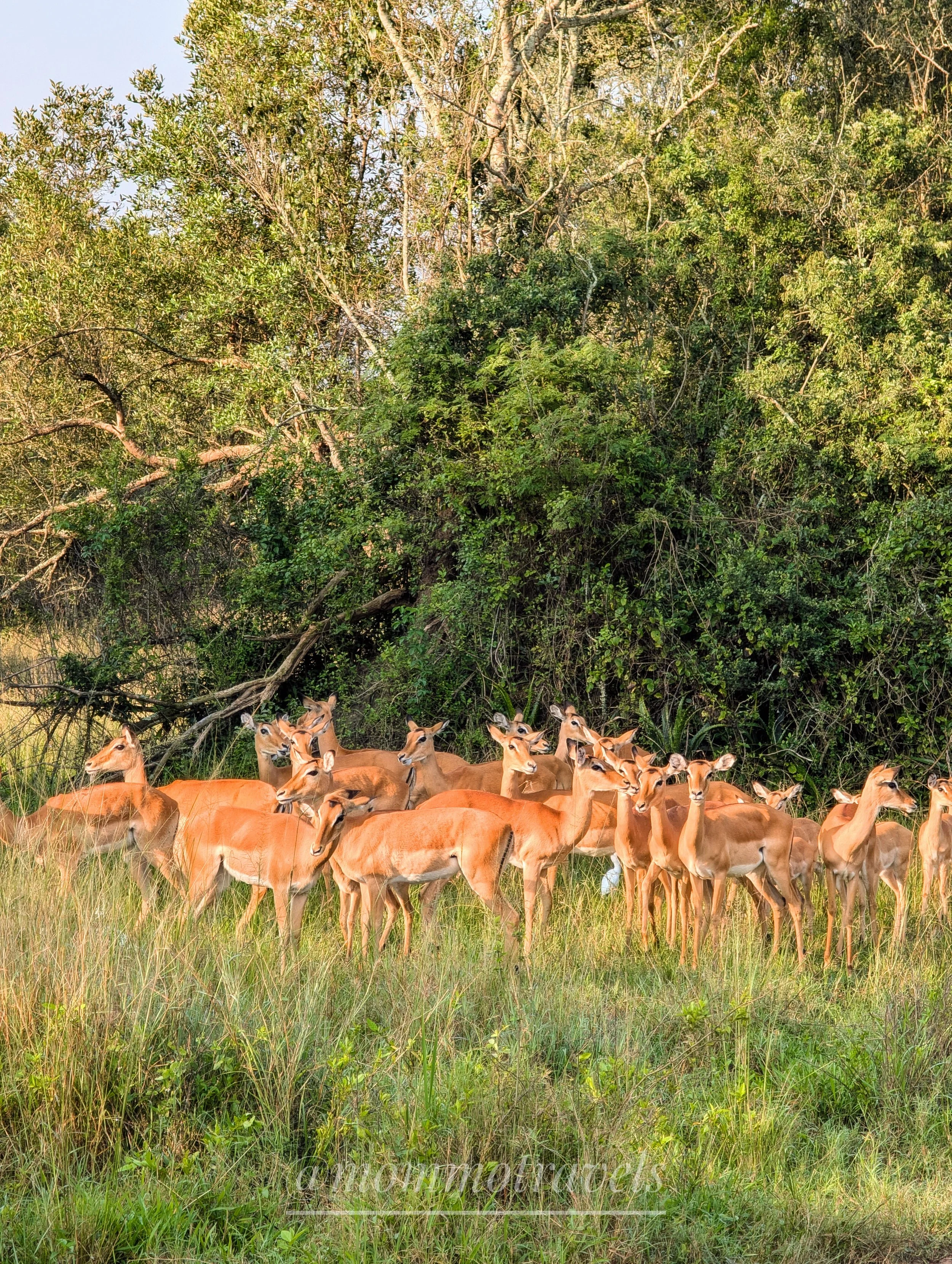 A herd of impalas standing in tall grass in front of a dense green forest.