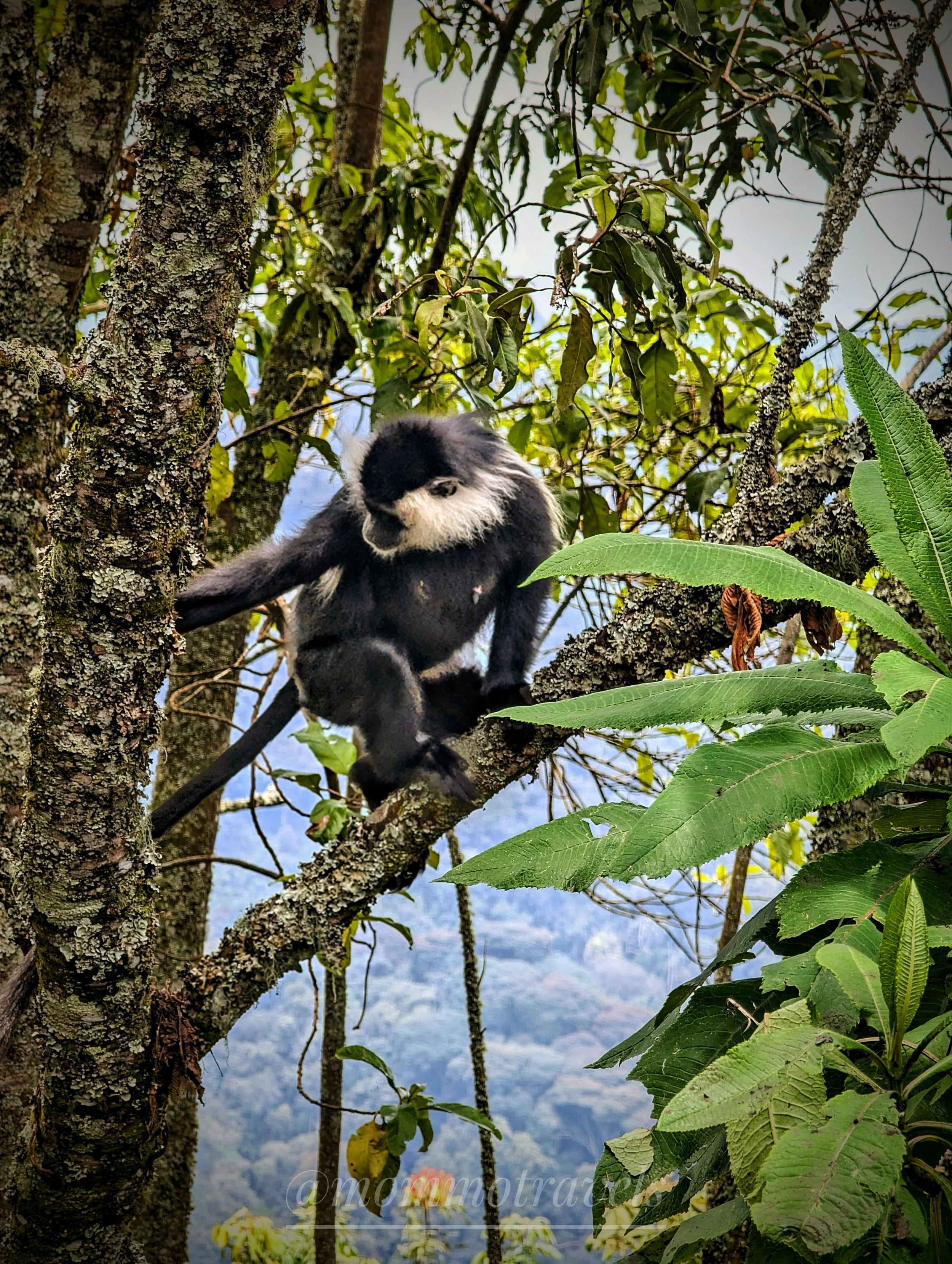 A black and white monkey sitting in a tree surrounded by green leaves and branches, with a mountainous landscape in the background.