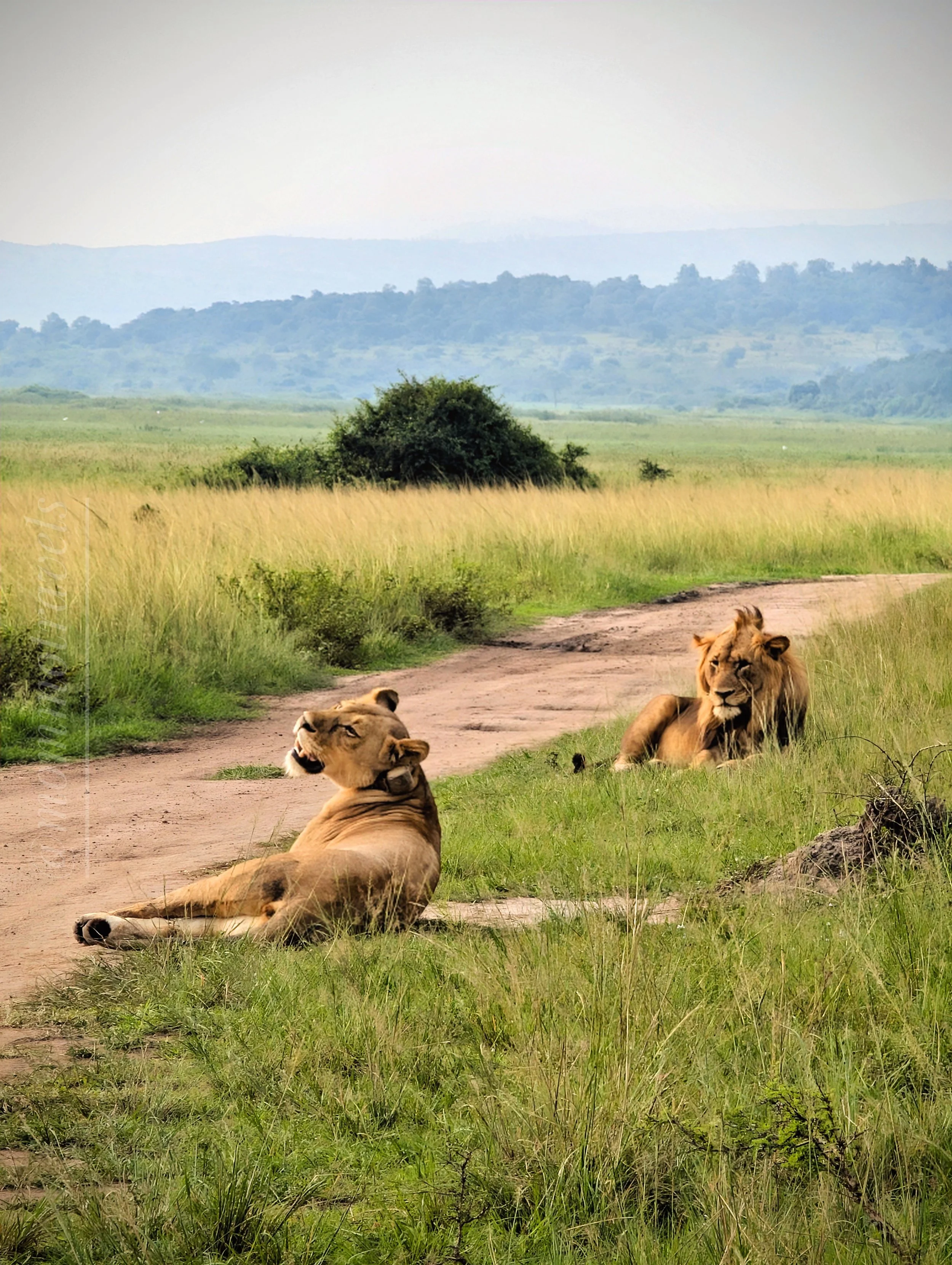 Two lions resting in a grasslands of the Kilala plains of Akagera National Park in eastern Rwanda.