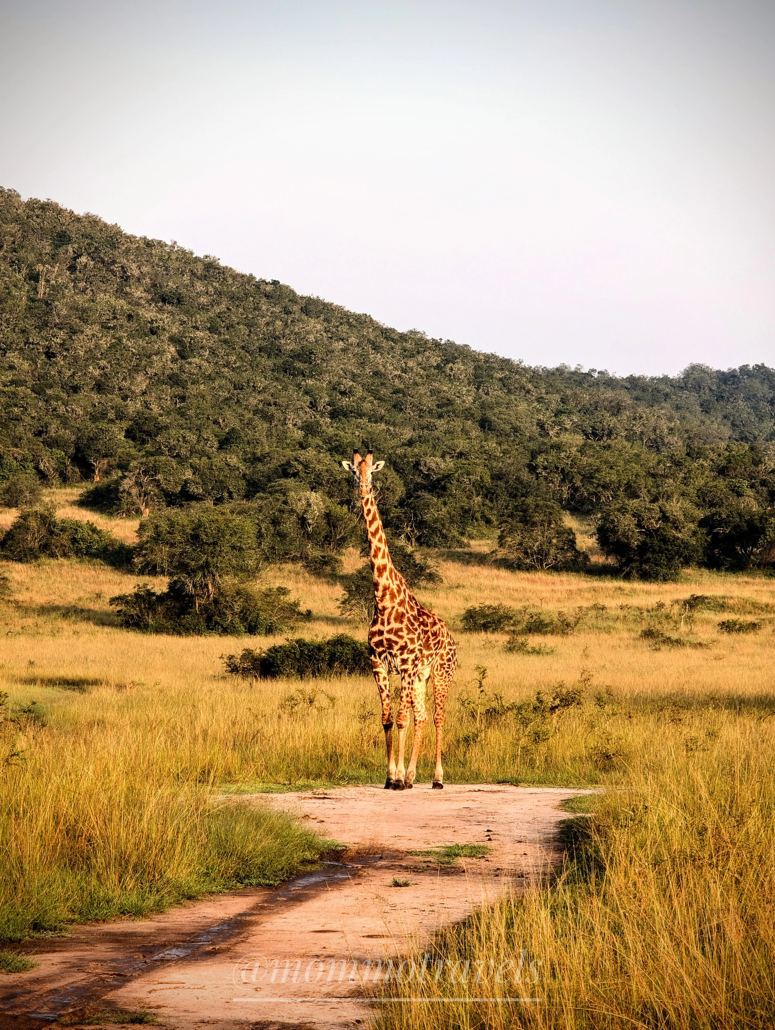 A tall giraffe standing on a path in a grassy savannah, with green trees and a hillside in the background under a clear sky. 
Akagera National Park, Rwanda.
