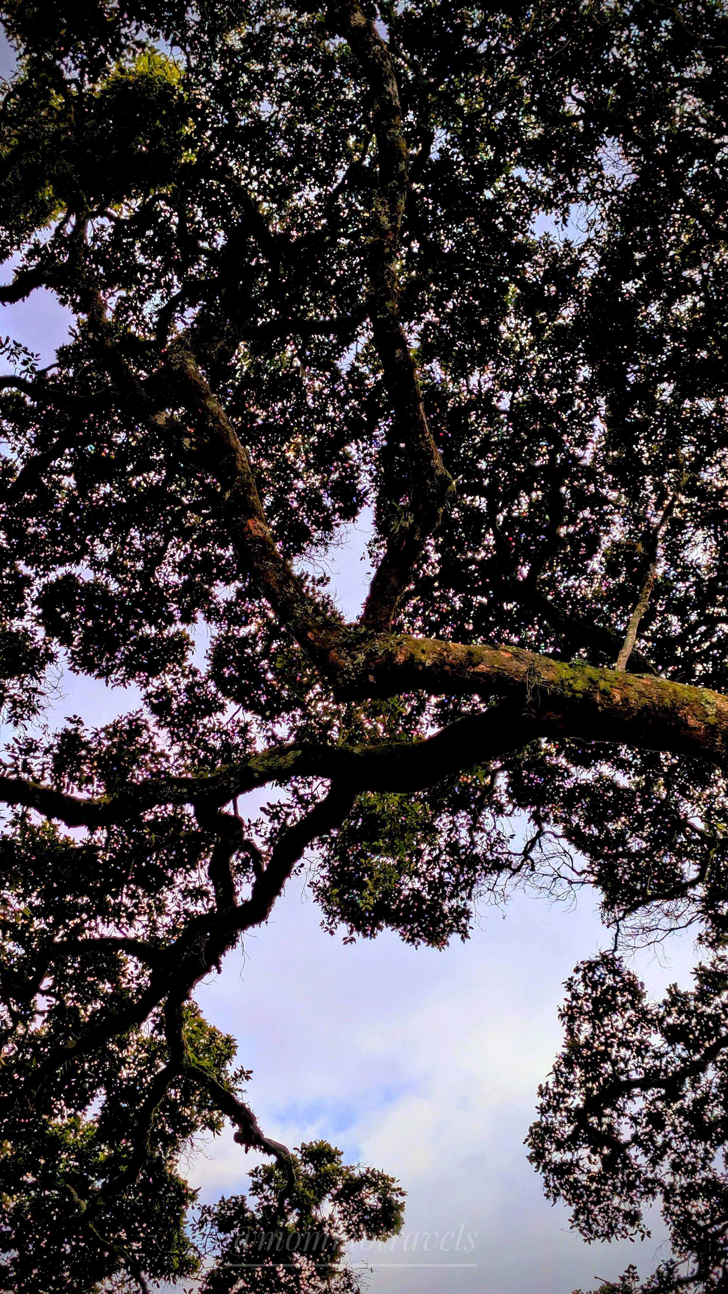 Upward view of a large tree with thick branches and dense green leaves, partly obscuring a cloudy sky in the background.