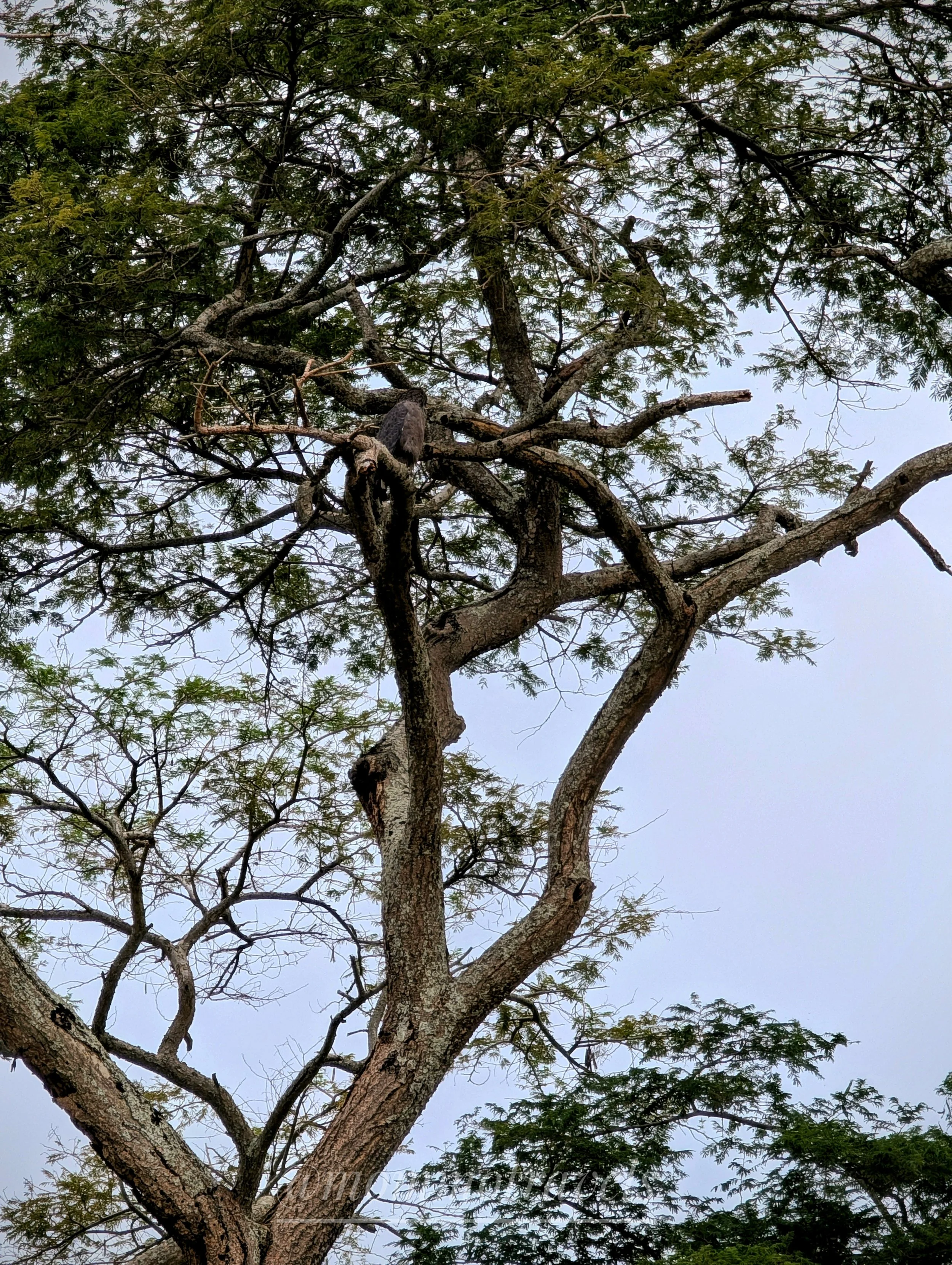 Tall tree with sprawling branches and green leaves against a gray sky.