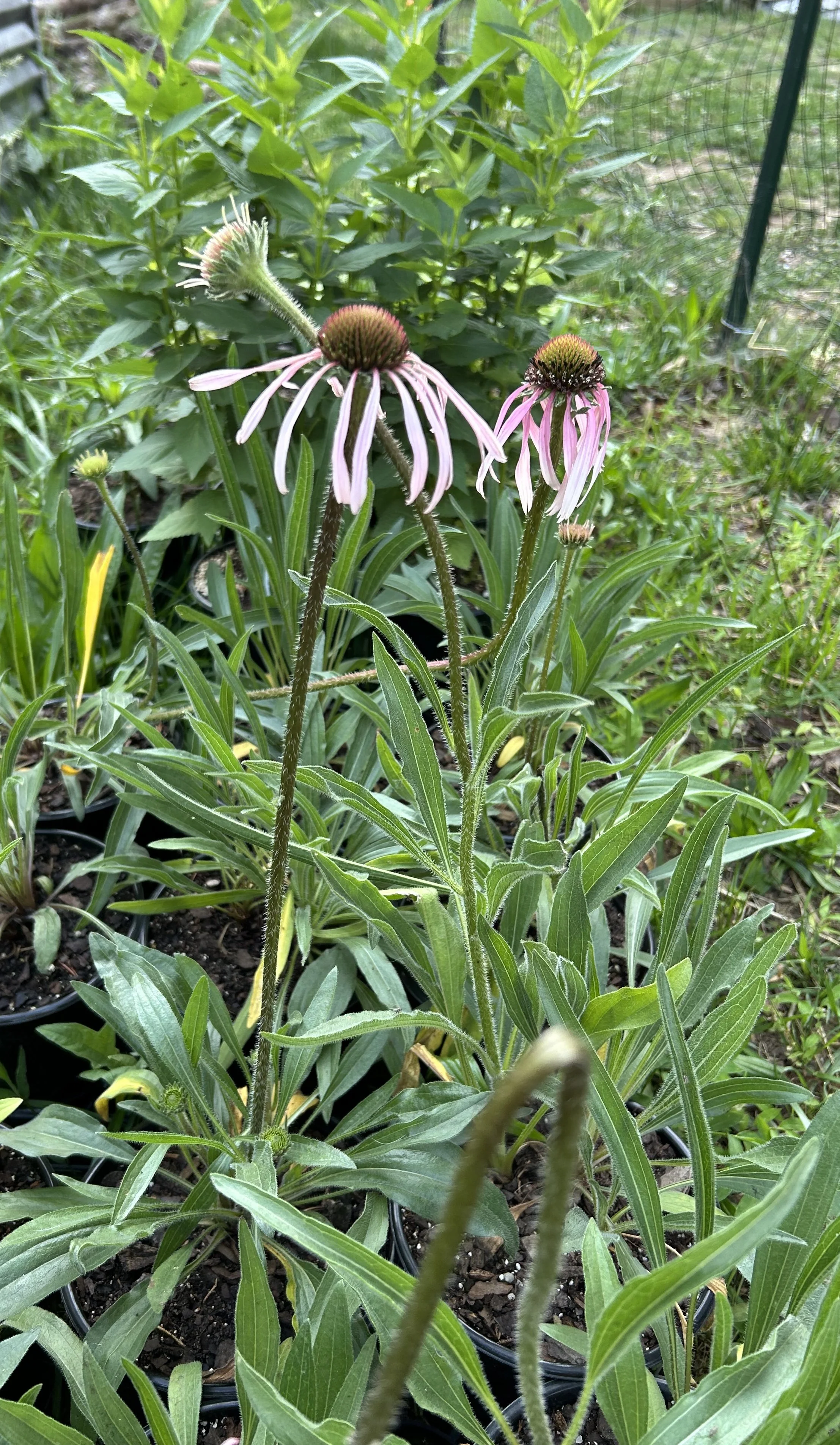 Echinacea pallida - pale purple coneflower, 1 gallon