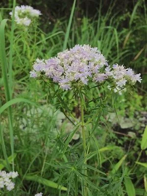 pycnanthemum tenuifolium.jpg