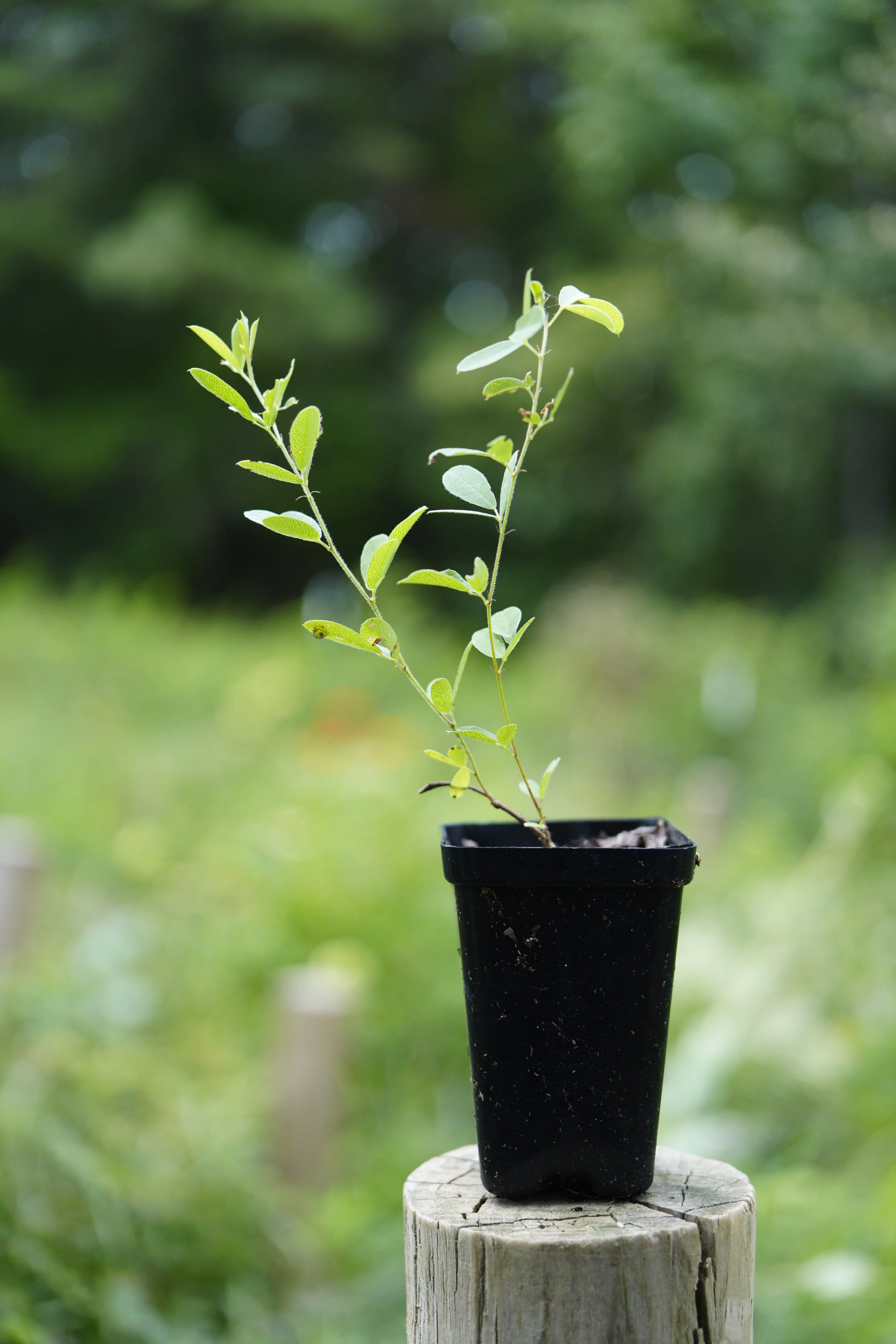 Lespedeza capitata - Round-headed bush clover, 2 inch