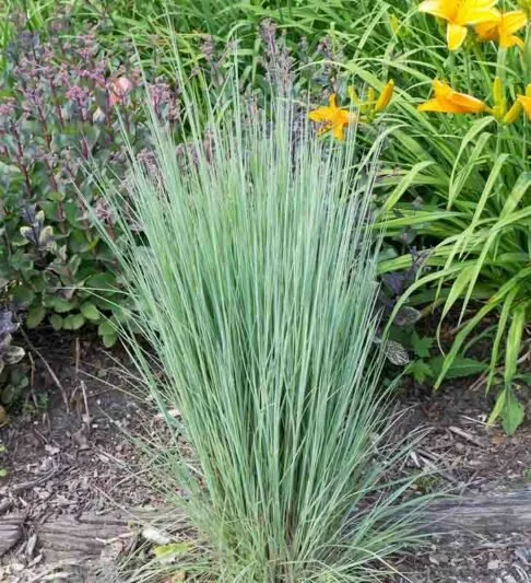 Schizachyrium scoparium - Litle bluestem 'The Blues', 1 gallon