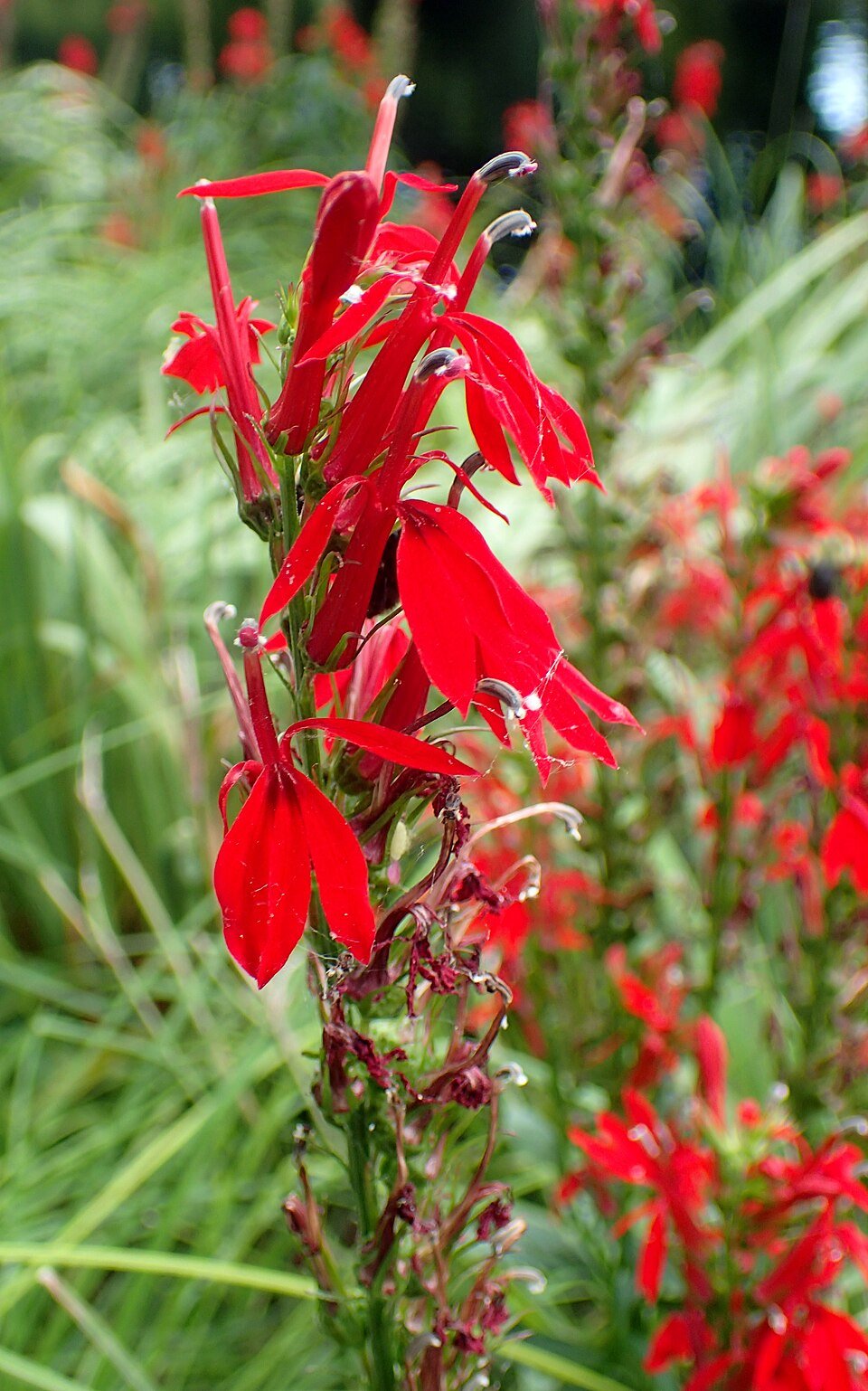 Cardinal Flower
