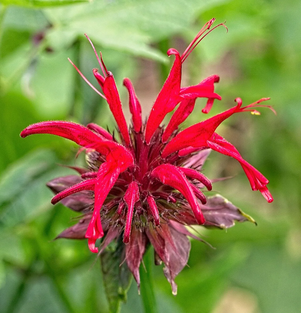 Scarlet Bee Balm