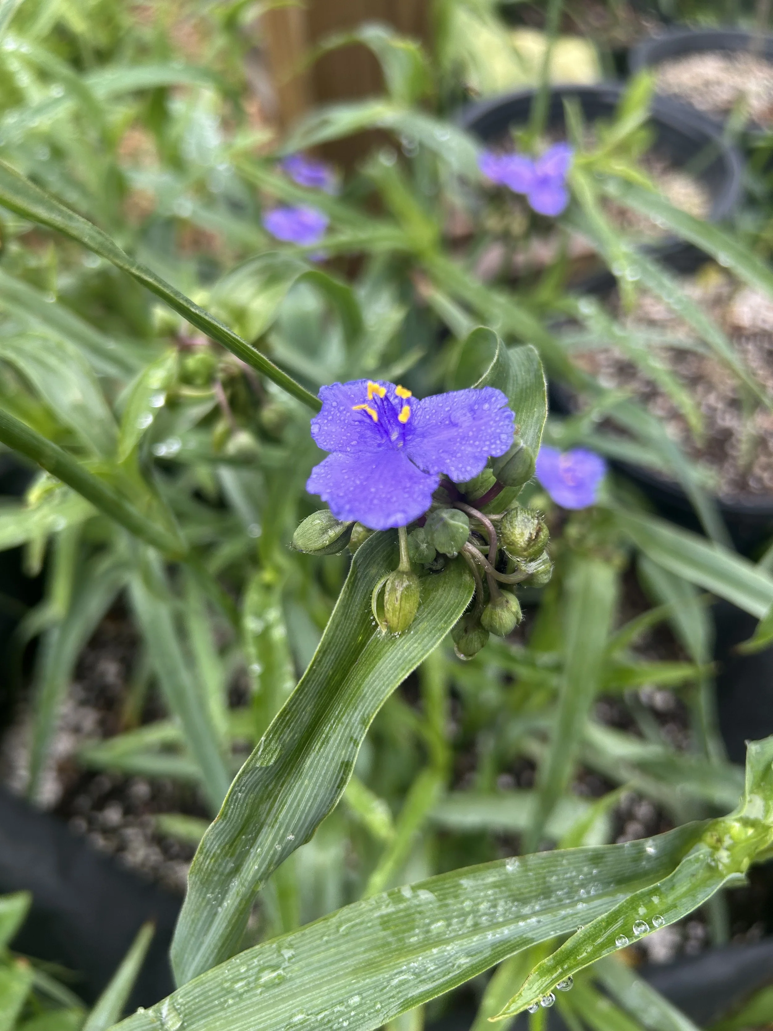 Virginia Spiderwort