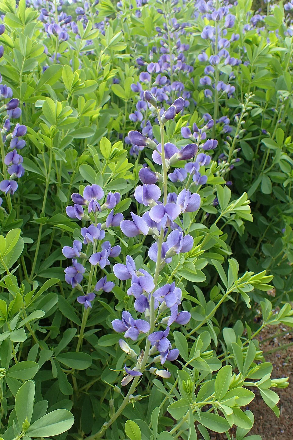 Blue Wild Indigo
