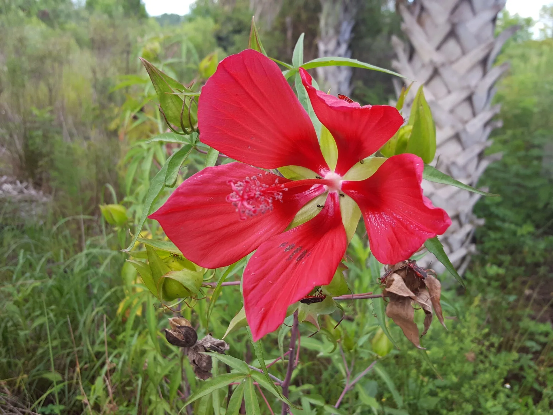 America 250: Native Plants in Red, White, and Blue