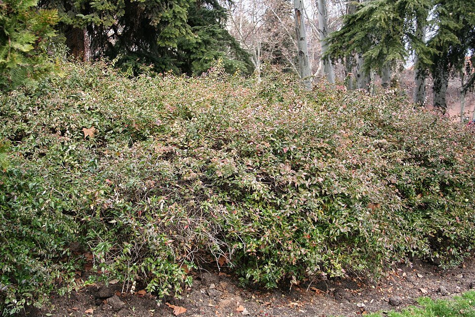 Abelia