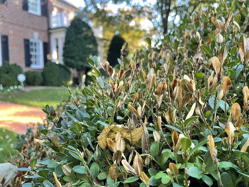 Boxwoods