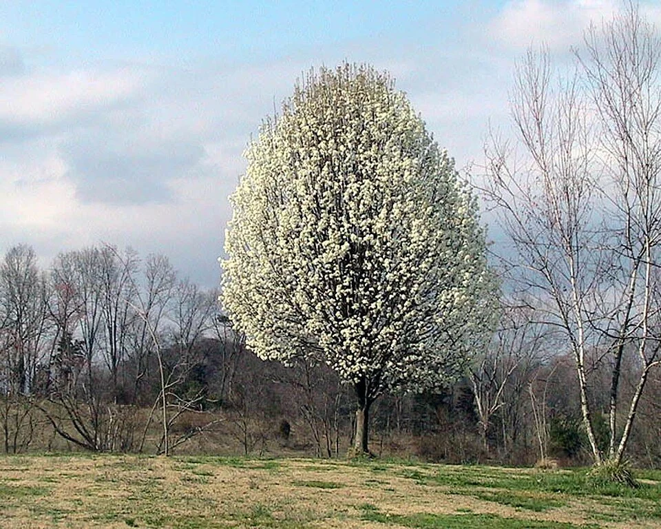 Bradford Pear