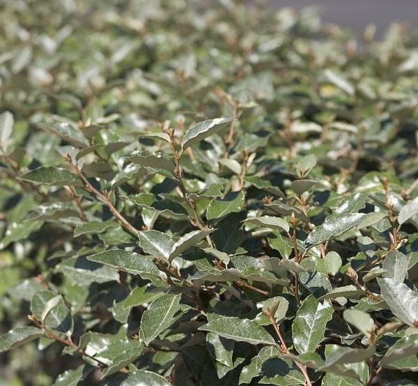 Elaeagnus