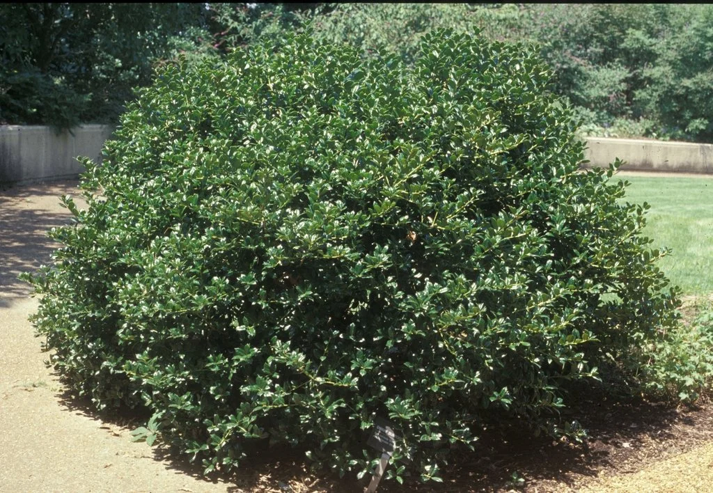 Chinese Holly