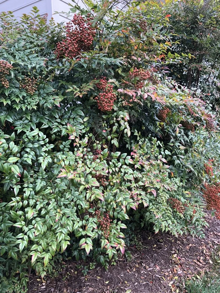 Nandina