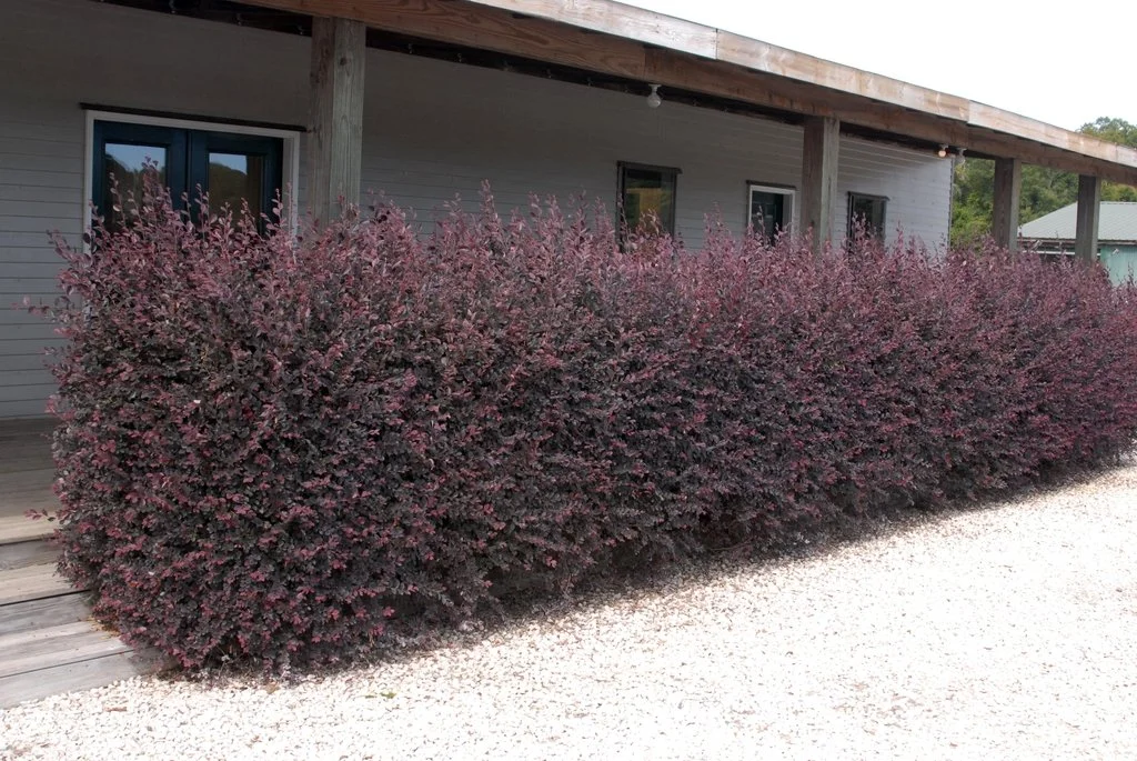Loropetalum