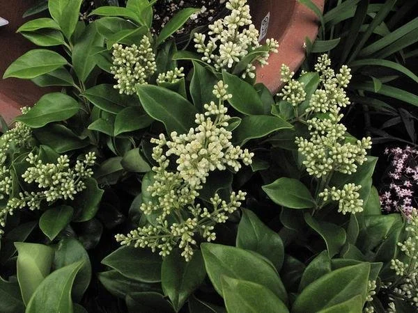 Japanese or Wax-leaf Privet