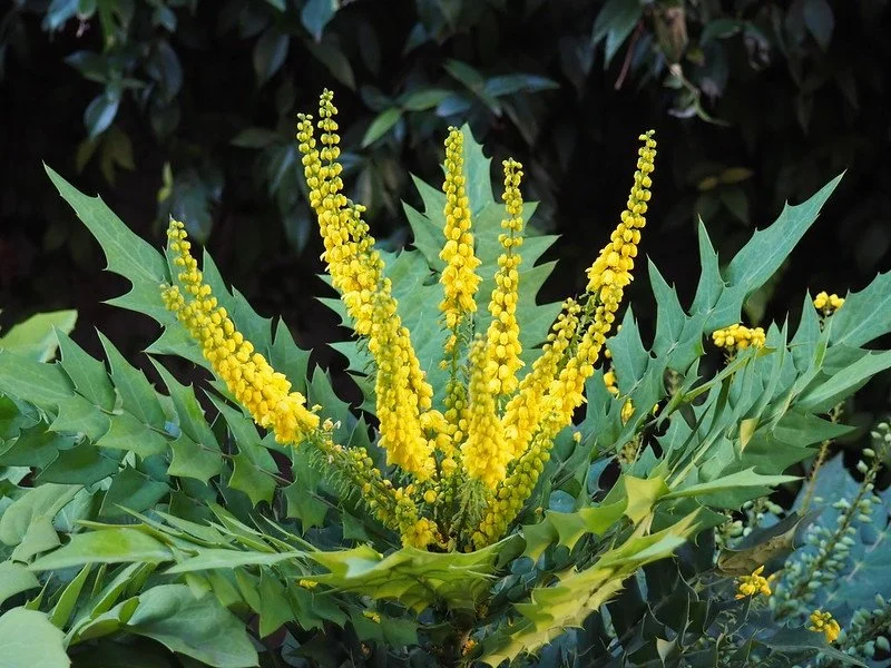 Mahonia