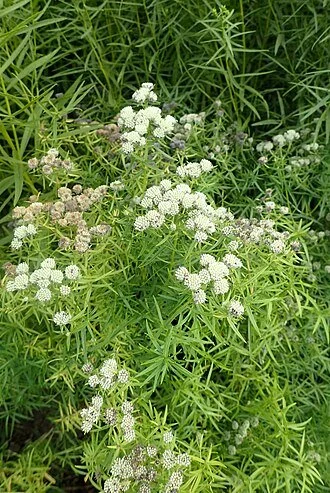 330px-Pycnanthemum_tenuifolium_kz1.jpg